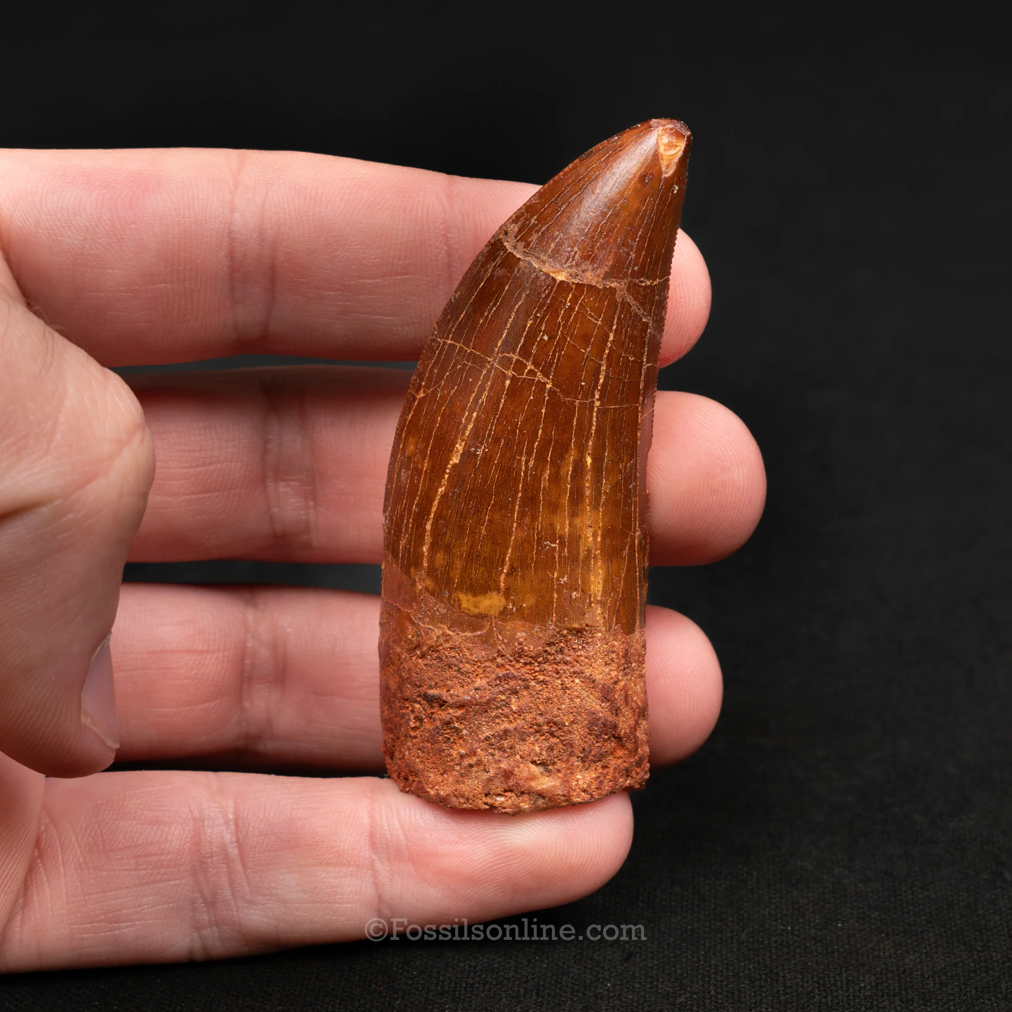 Carcharodontosaurus Tooth 2.61" - Image 3