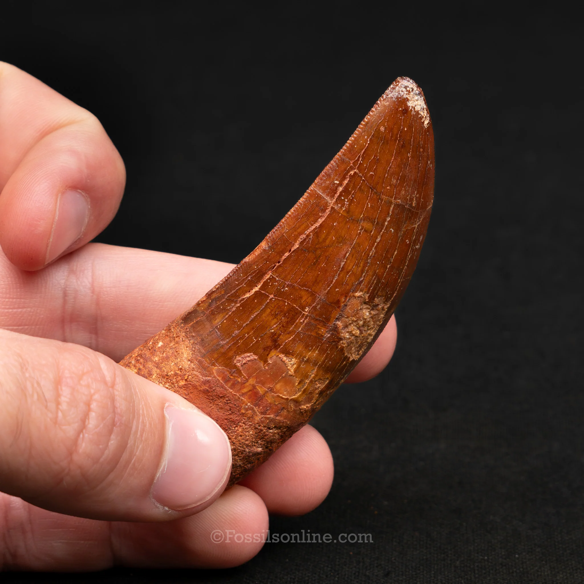 Carcharodontosaurus Tooth 2.61" - Image 4