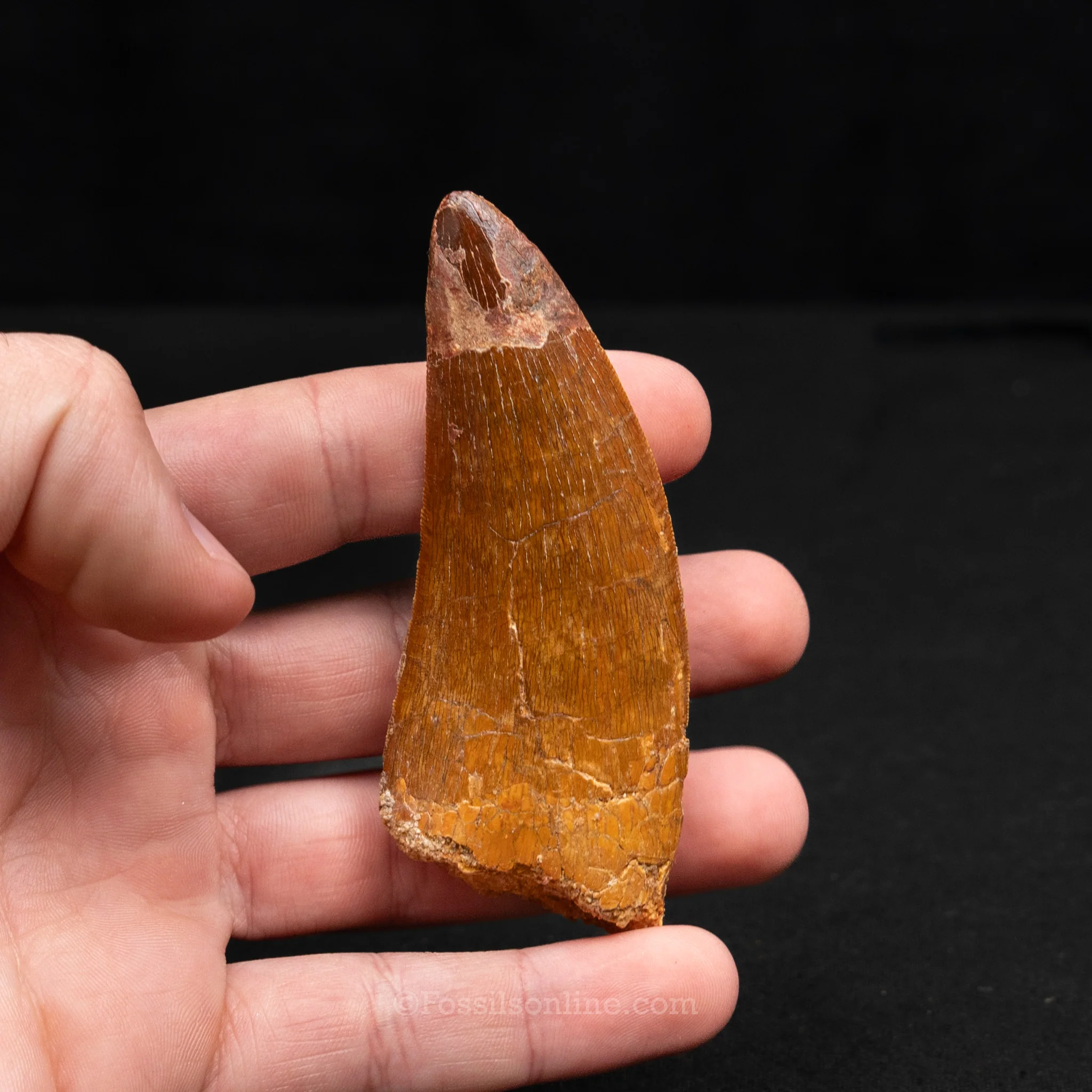Carcharodontosaurus Tooth 3.48" - Image 3