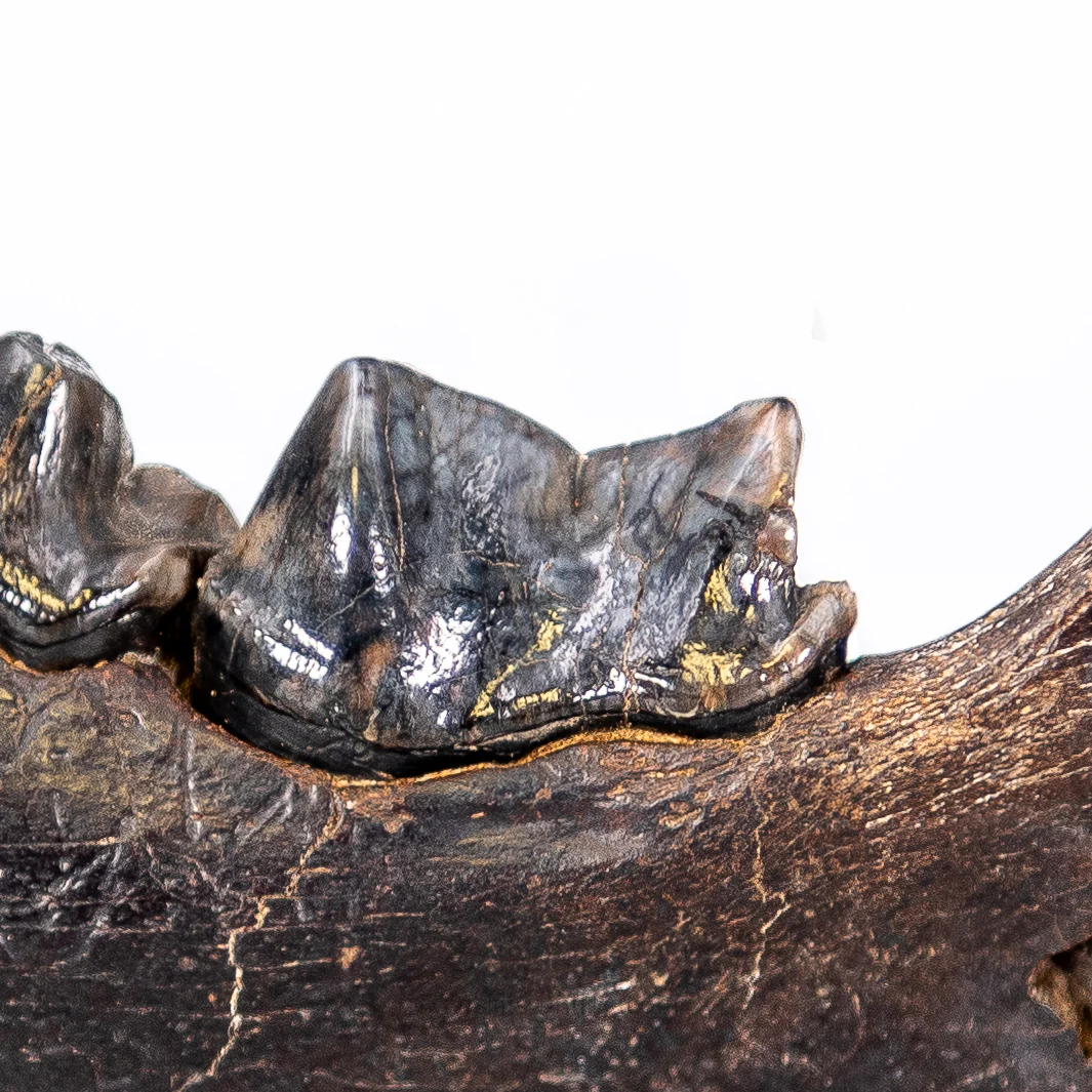 Cave Hyena Jaw with Teeth - Image 3