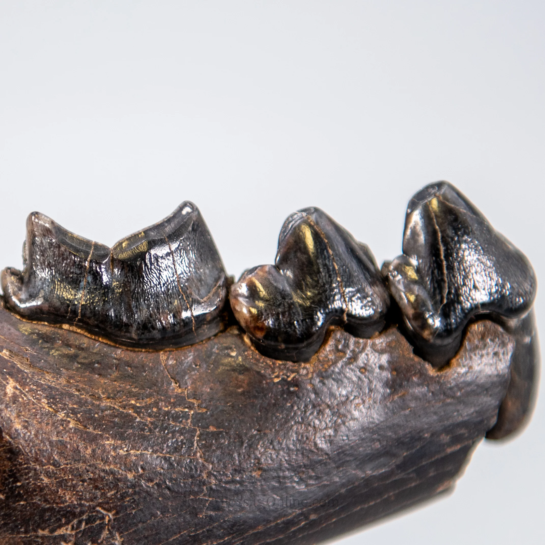 Cave Hyena Jaw with Teeth - Image 4