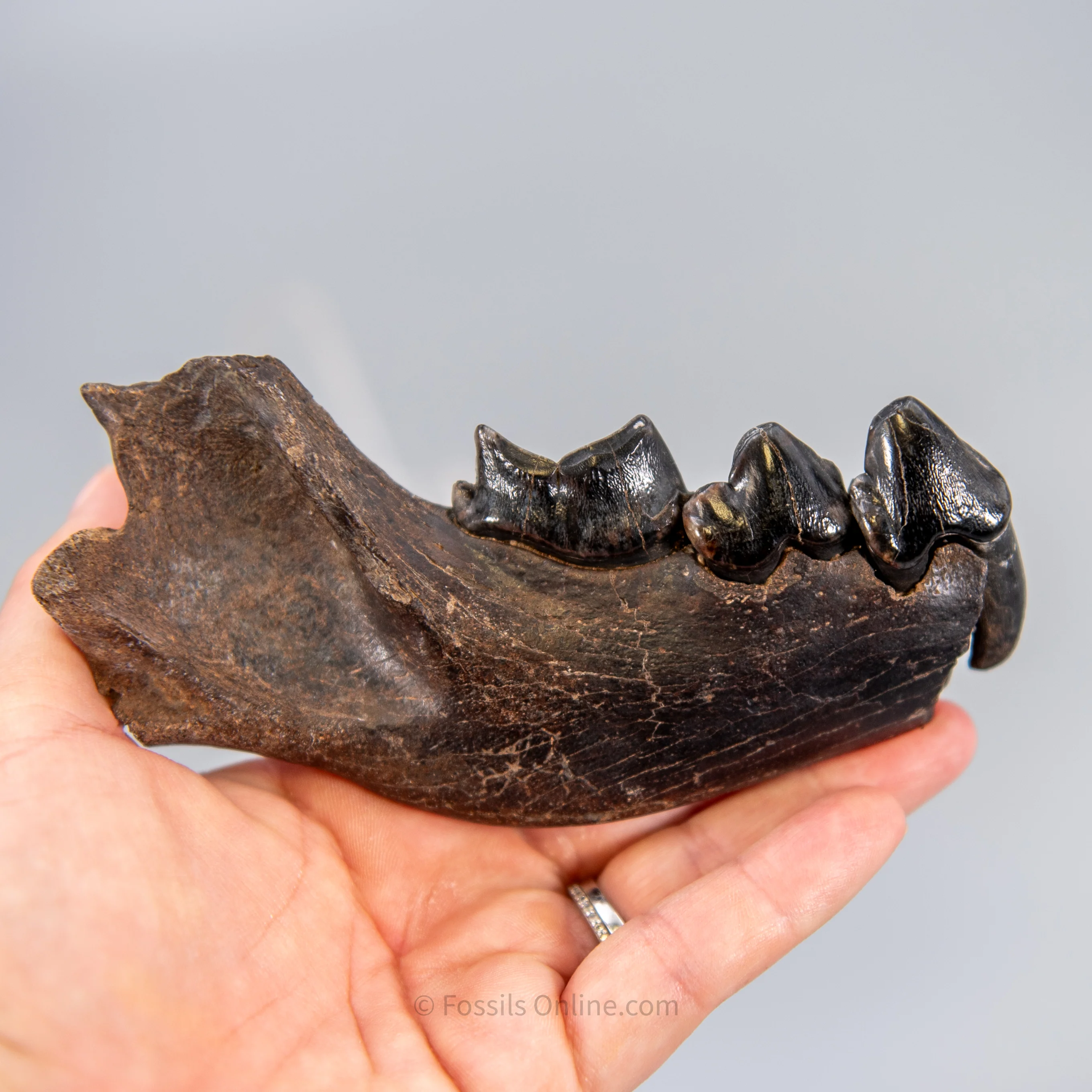 Cave Hyena Jaw with Teeth - Image 5
