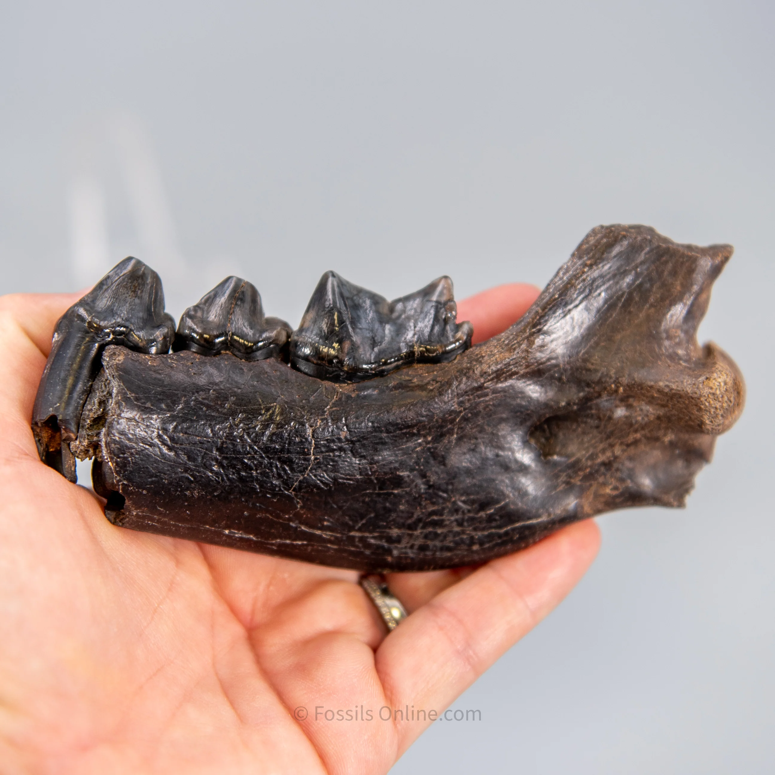 Cave Hyena Jaw with Teeth - Image 6