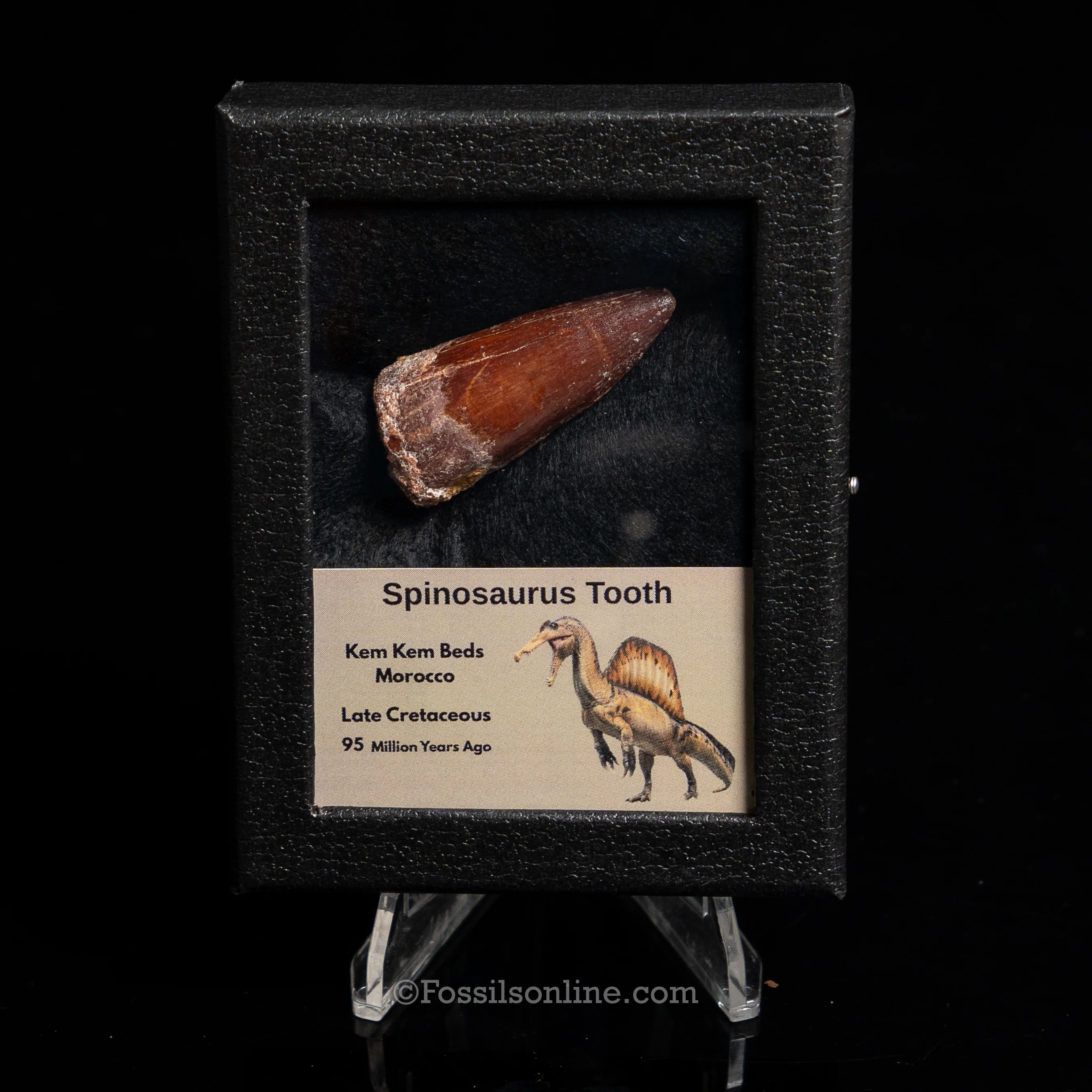 Dinosaur Teeth for Sale