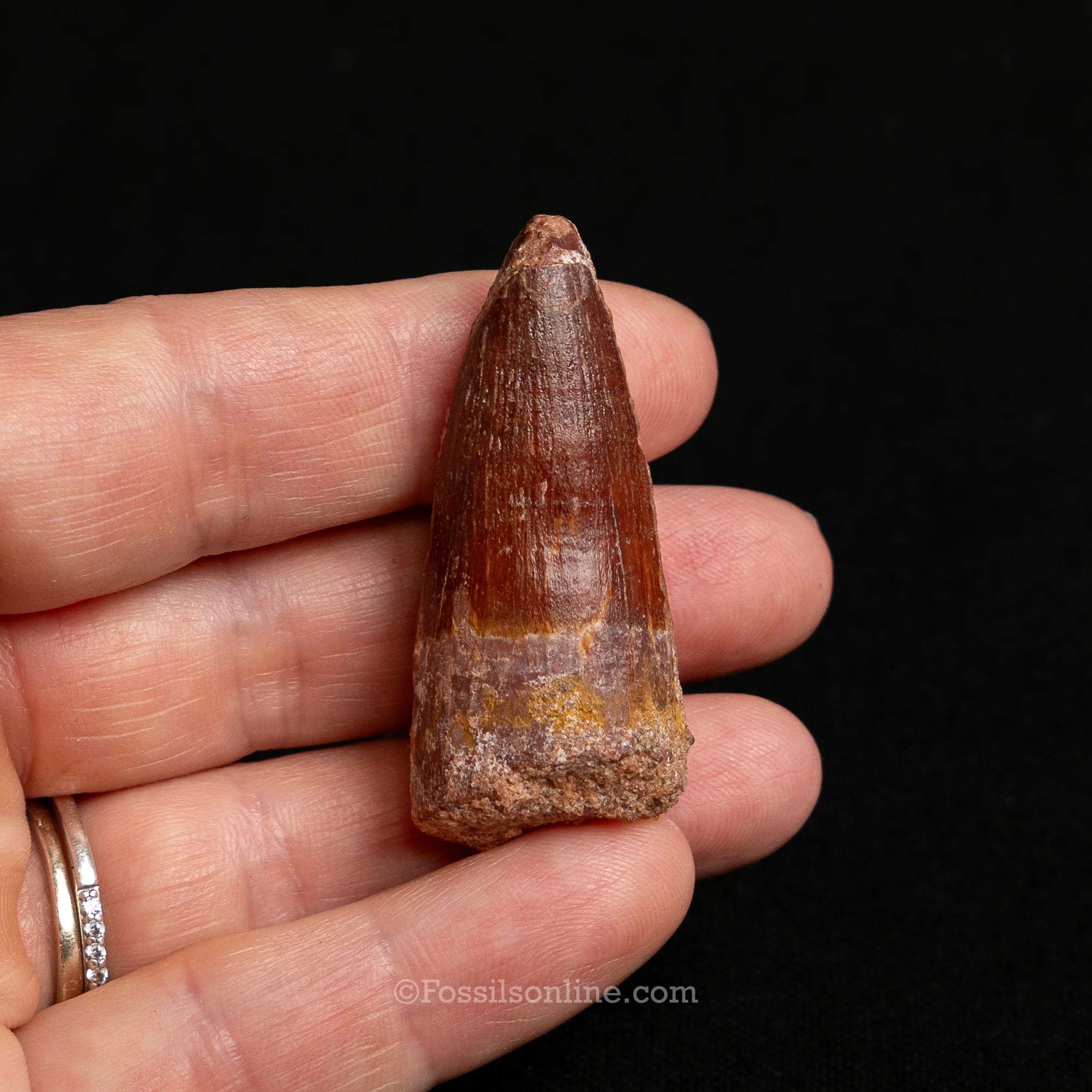 Choice Spinosaurus Dinosaur Tooth Sm Case - Image 3