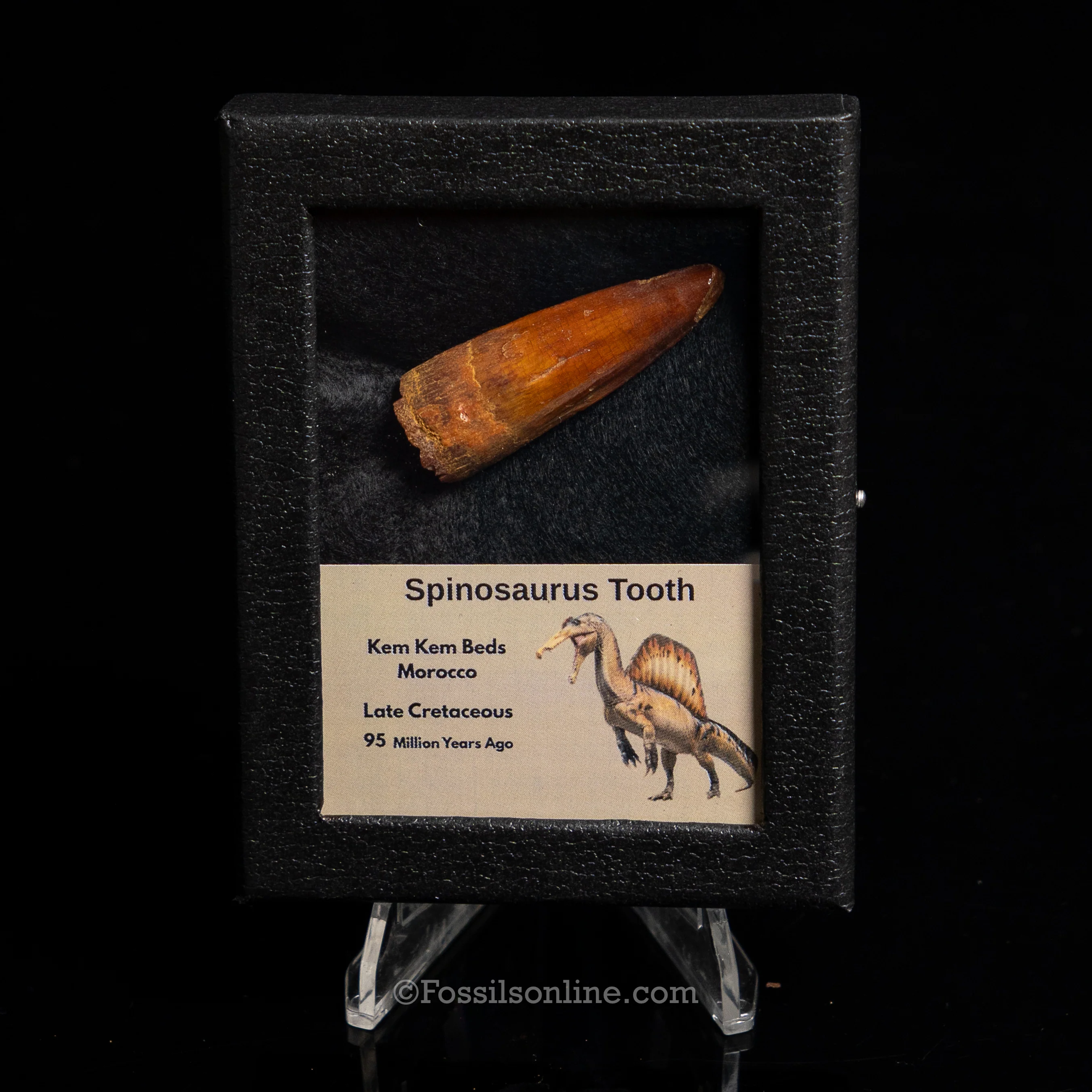 Choice Spinosaurus Dinosaur Tooth Sm Case - Image 4