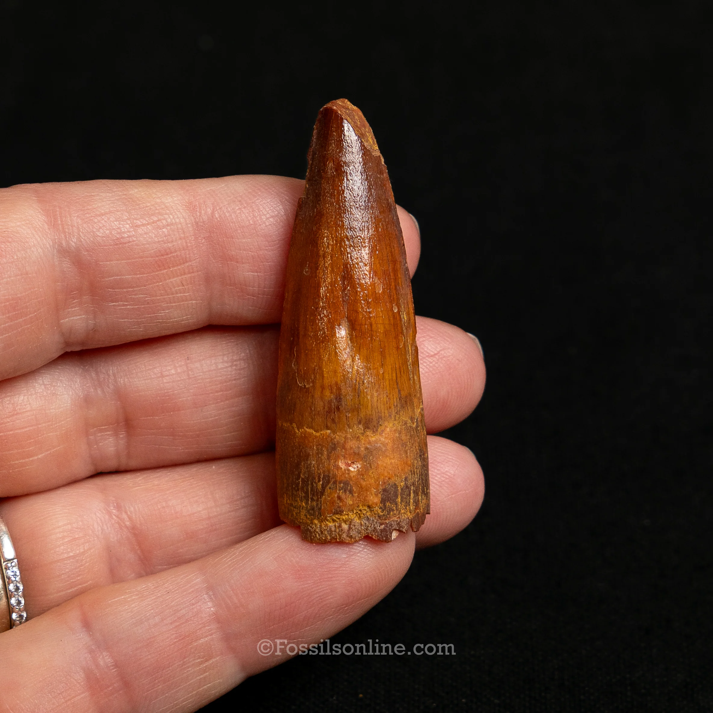 Choice Spinosaurus Dinosaur Tooth Sm Case - Image 5