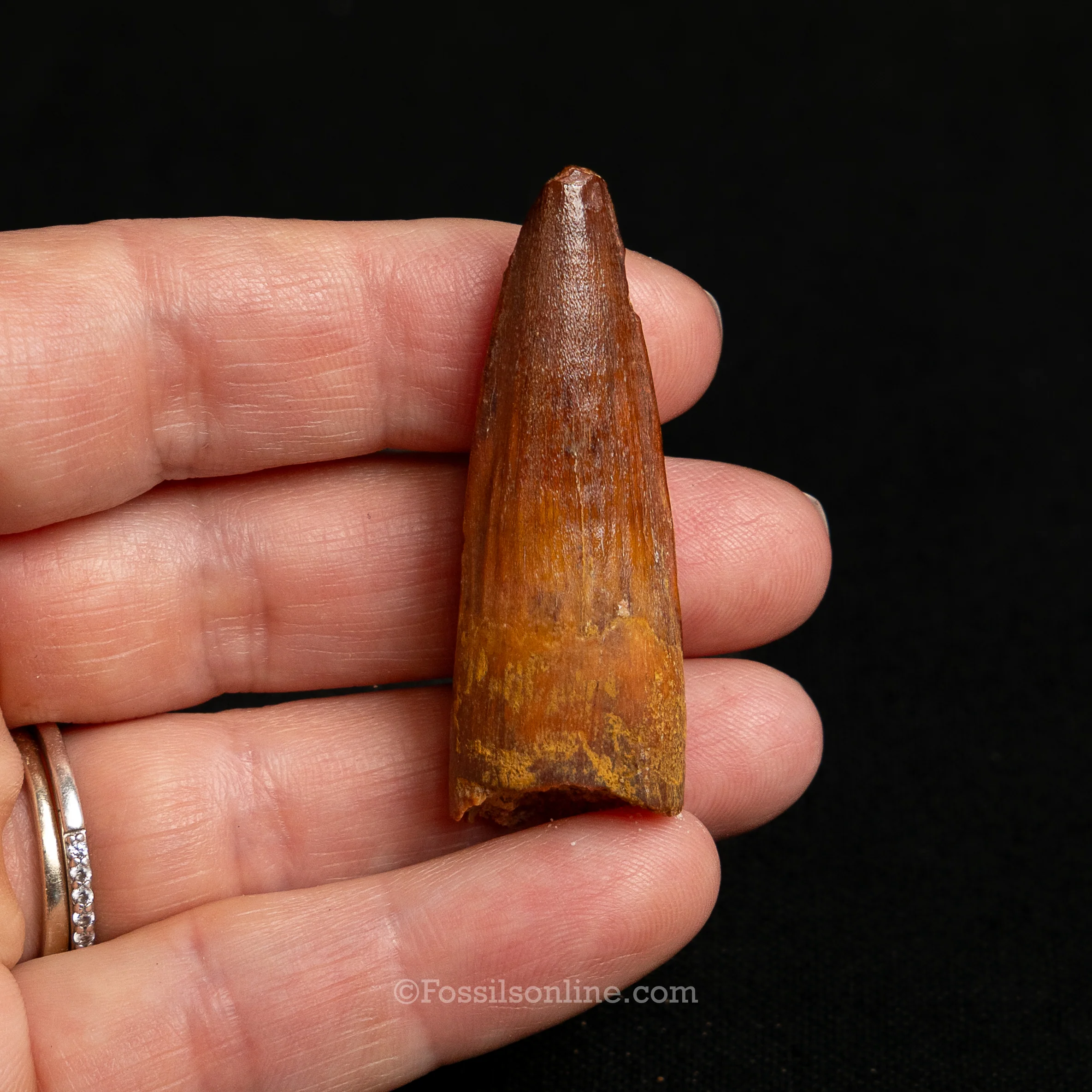 Choice Spinosaurus Dinosaur Tooth Sm Case - Image 6