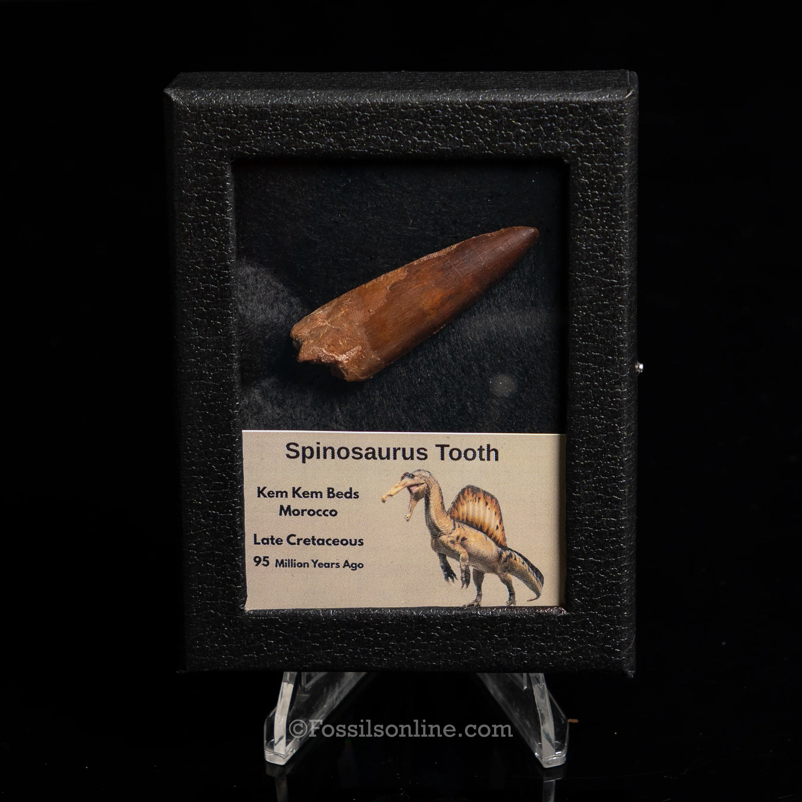 Choice Spinosaurus Dinosaur Tooth Sm Case - Image 7