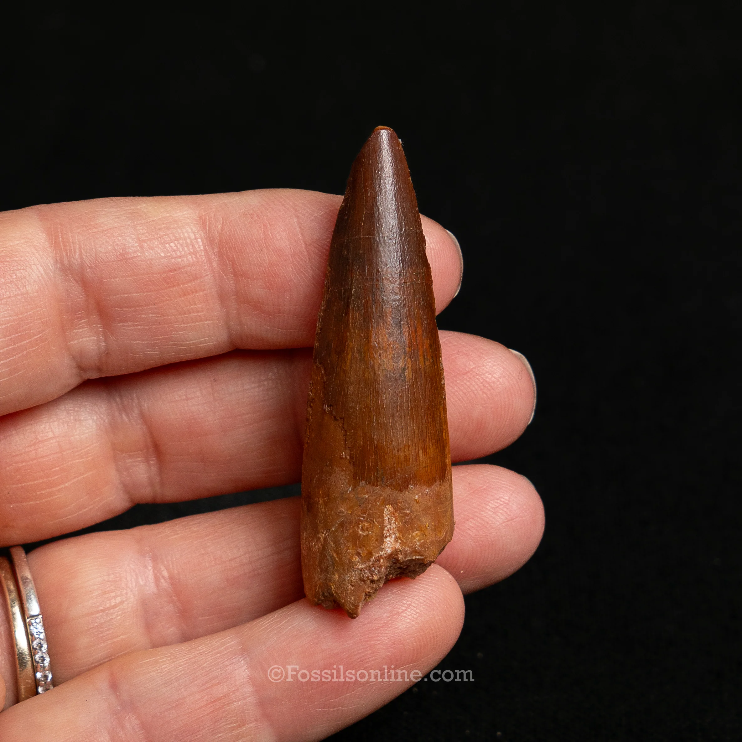 Choice Spinosaurus Dinosaur Tooth Sm Case - Image 8