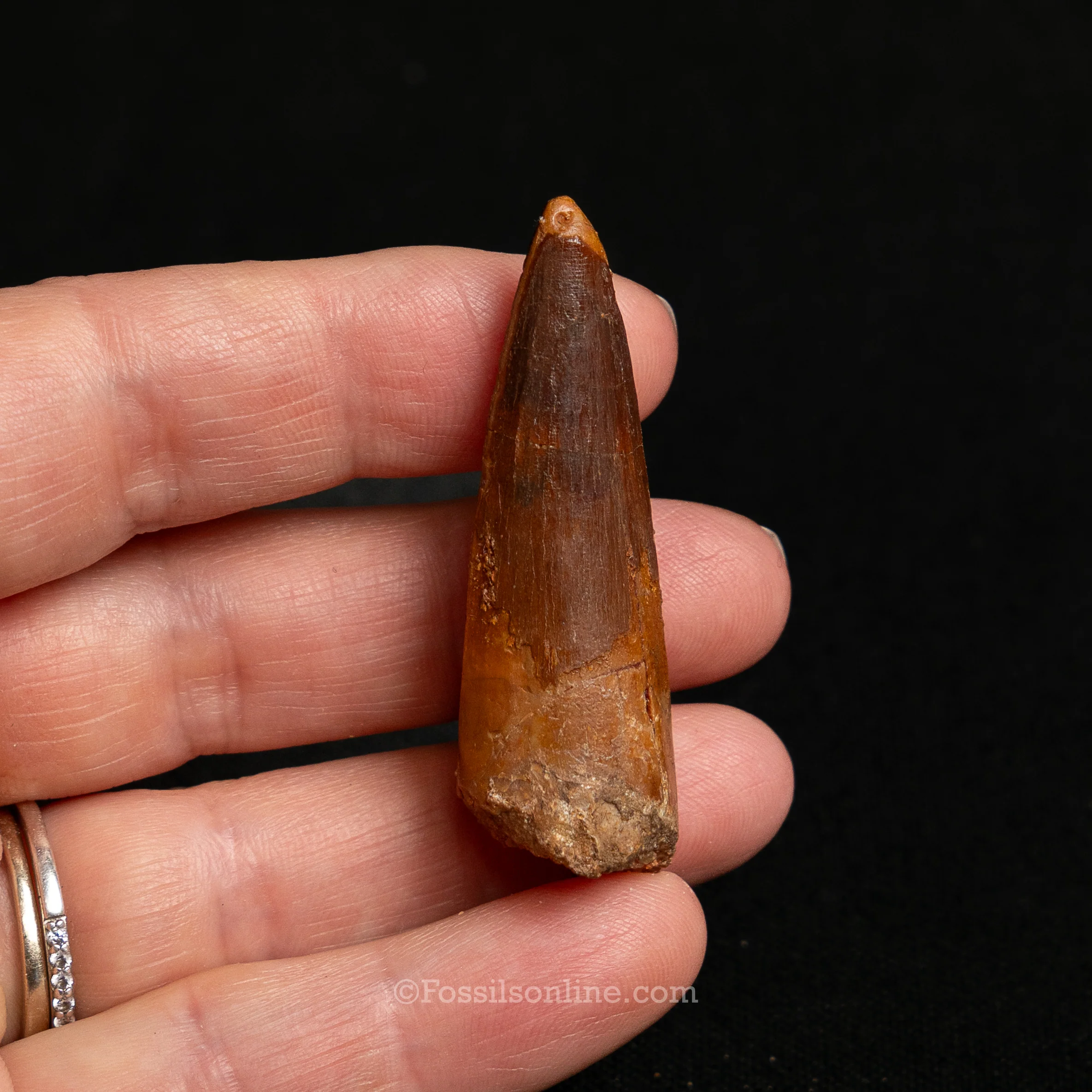 Choice Spinosaurus Dinosaur Tooth Sm Case - Image 9