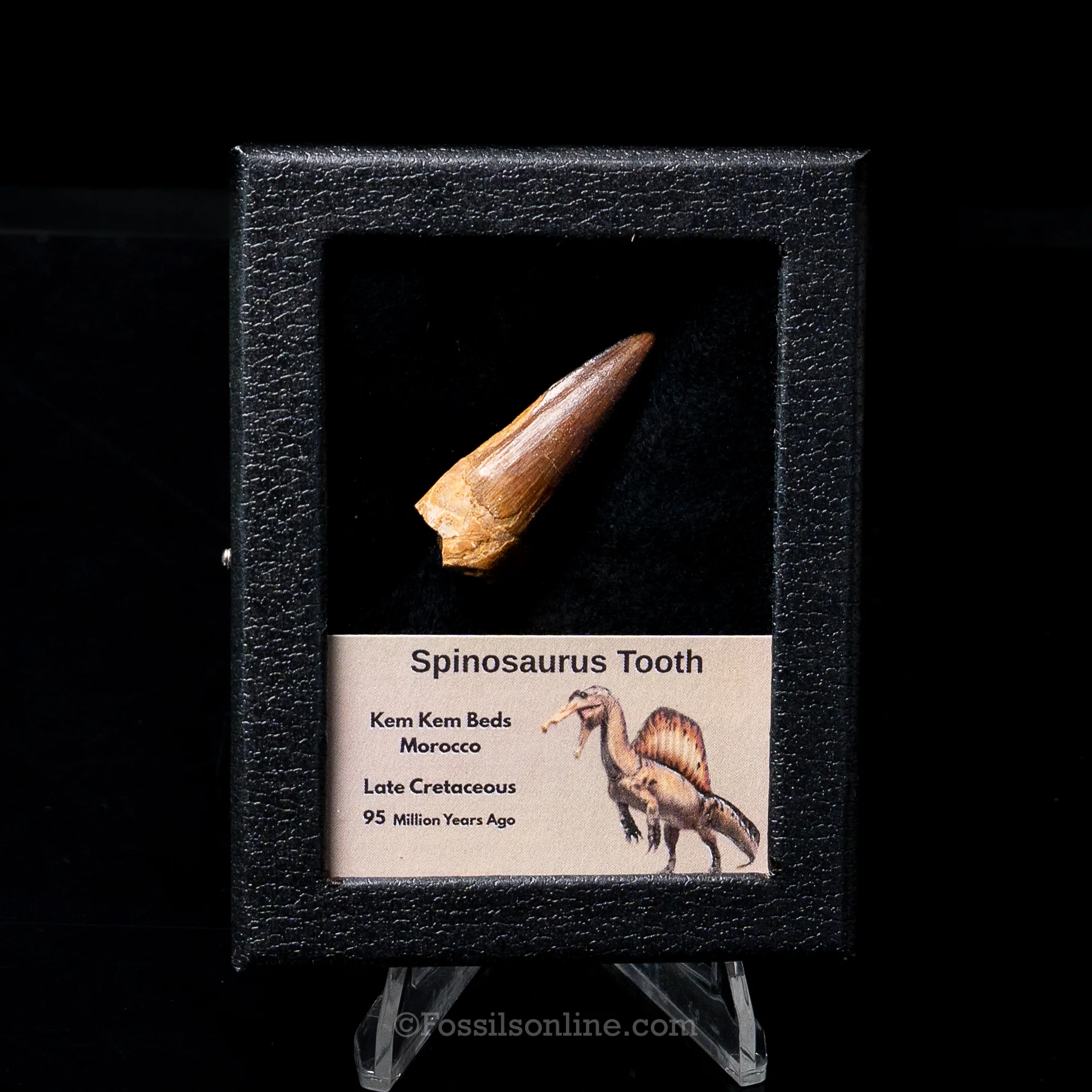 Premium Spinosaurus Dinosaur Tooth Sm Case - Image 10