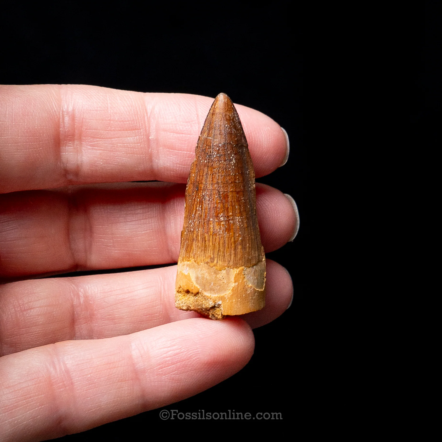 Premium Spinosaurus Dinosaur Tooth Sm Case - Image 11