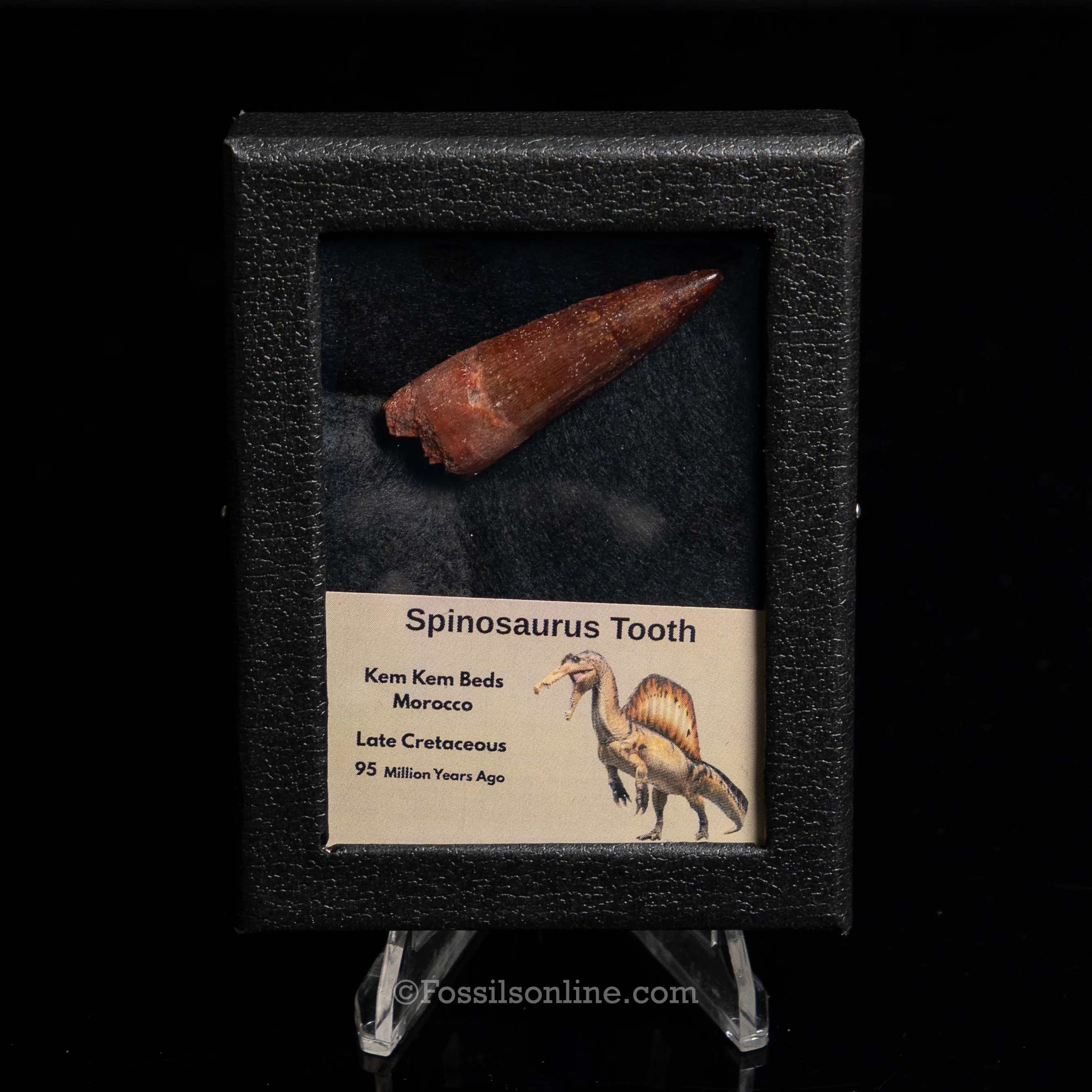 Premium Spinosaurus Dinosaur Tooth Sm Case - Image 12