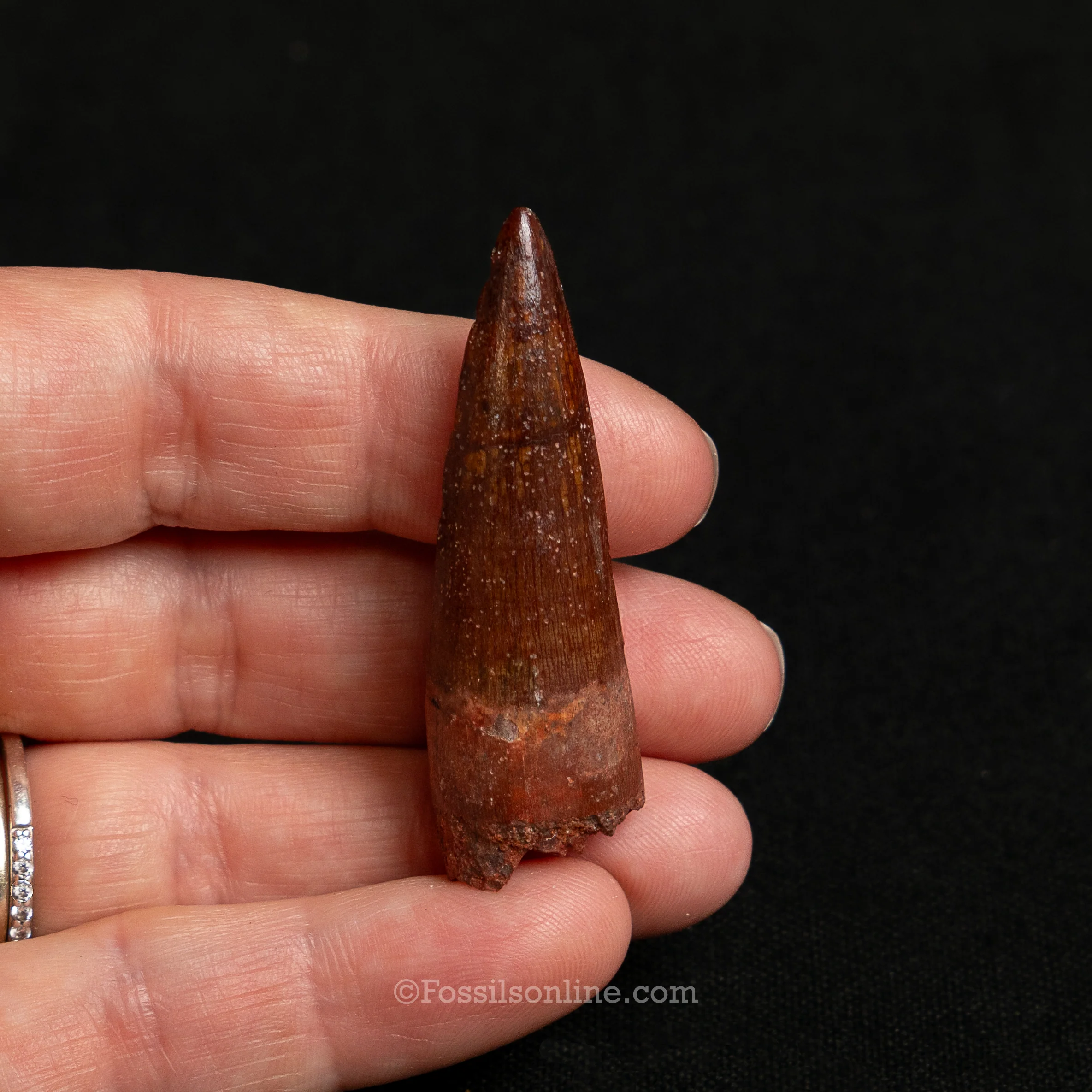 Premium Spinosaurus Dinosaur Tooth Sm Case - Image 13