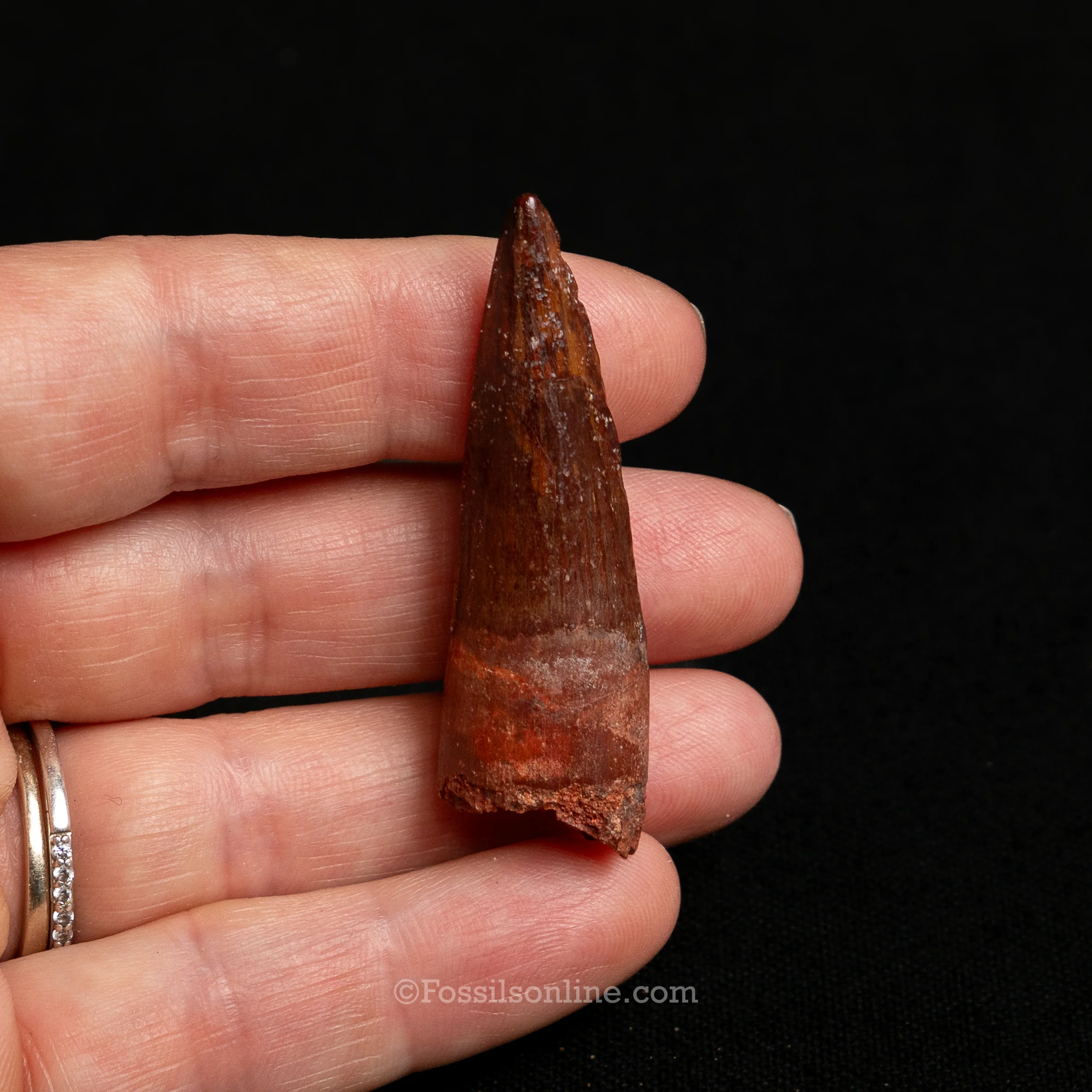 Premium Spinosaurus Dinosaur Tooth Sm Case - Image 14