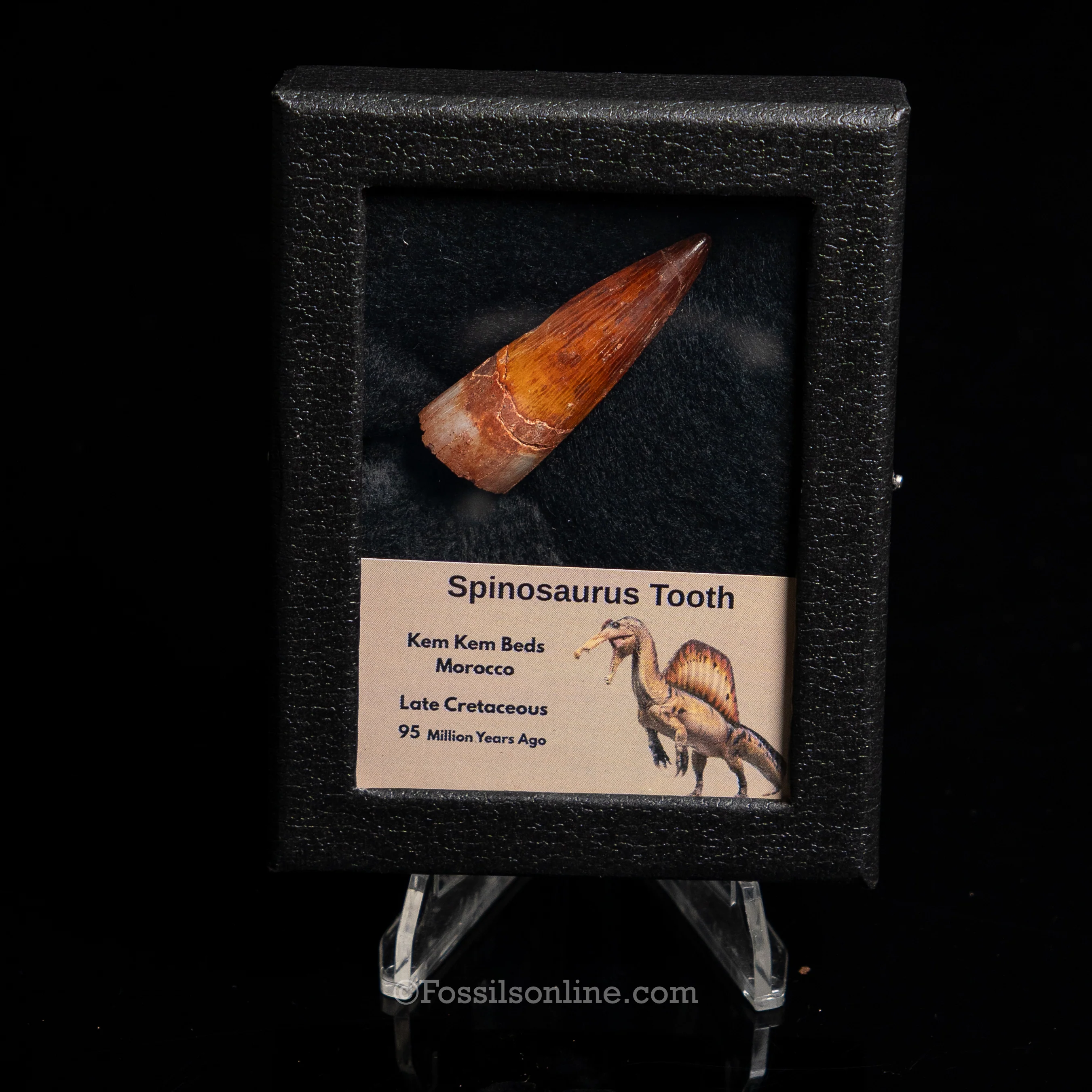 Premium Spinosaurus Dinosaur Tooth Sm Case - Image 15