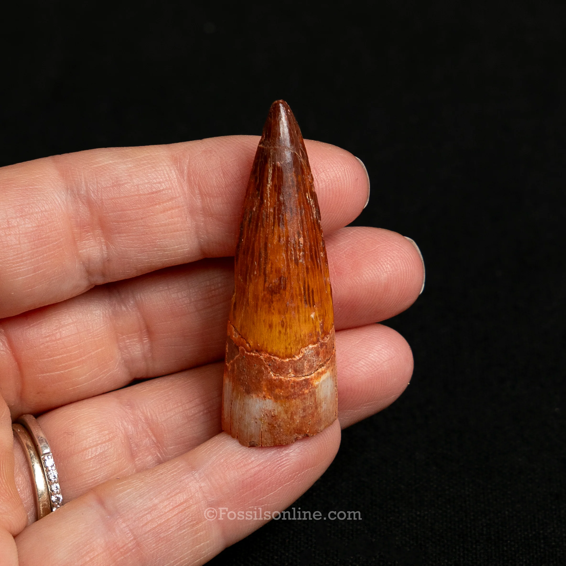 Premium Spinosaurus Dinosaur Tooth Sm Case - Image 16