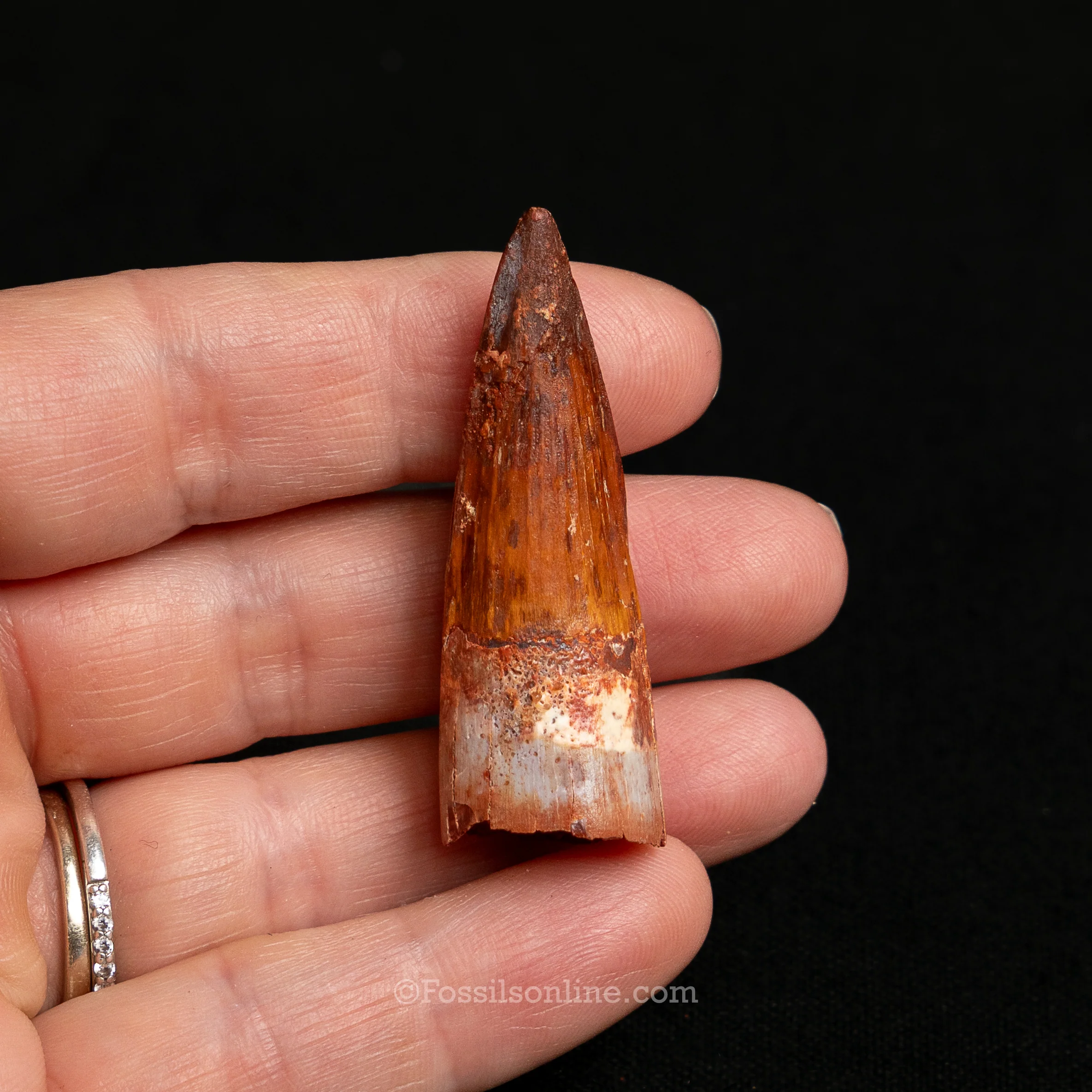 Premium Spinosaurus Dinosaur Tooth Sm Case - Image 17