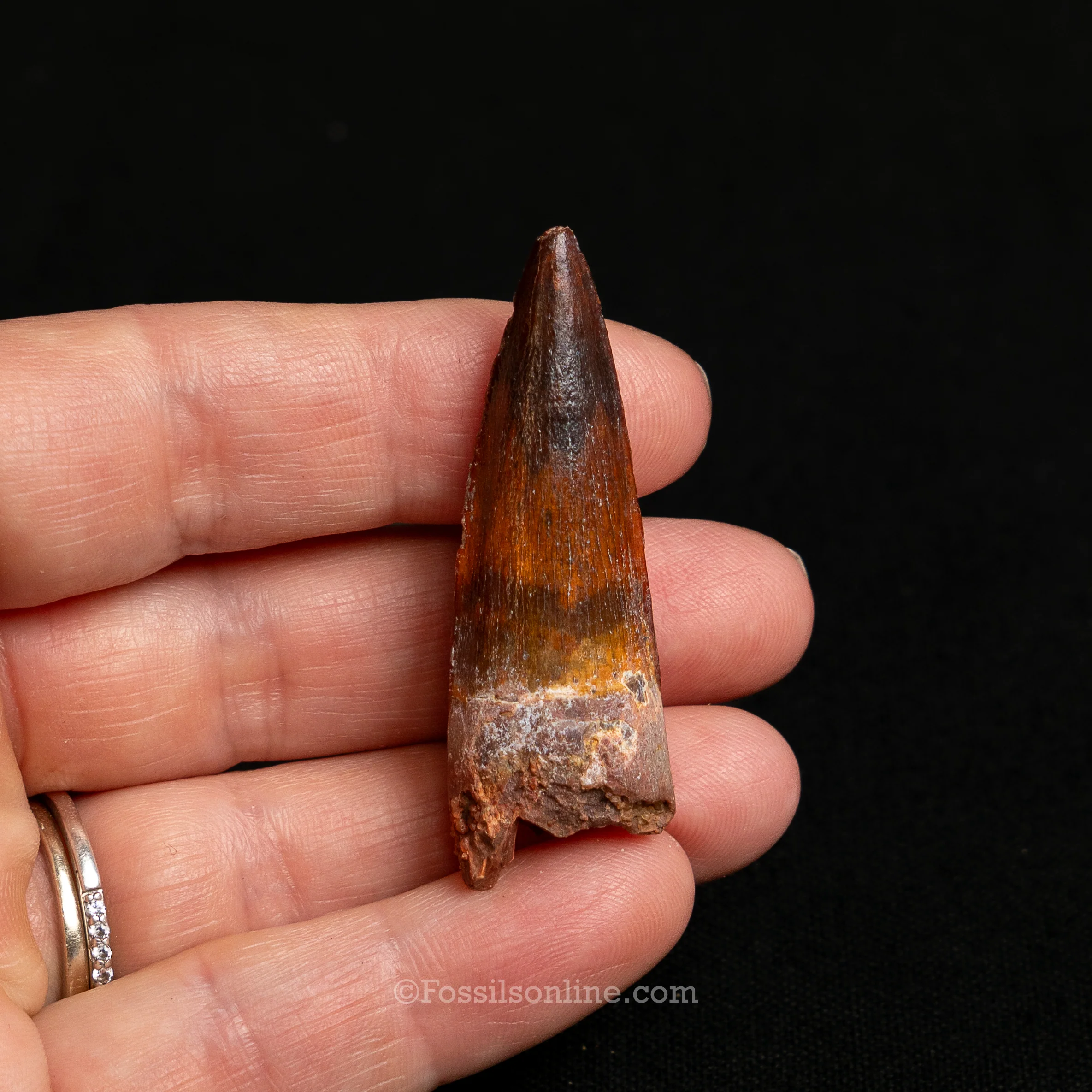 Premium Spinosaurus Dinosaur Tooth Sm Case - Image 3
