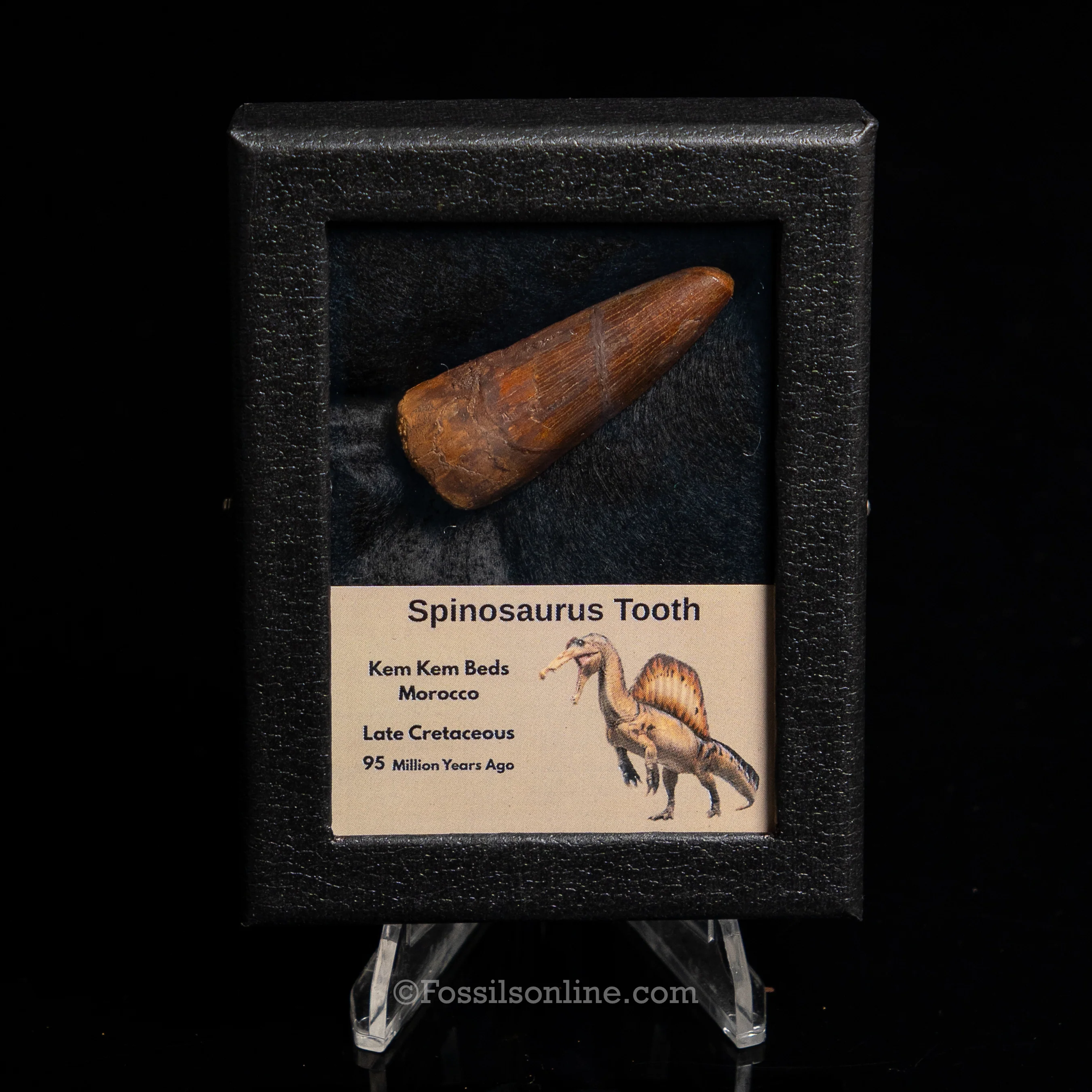 Premium Spinosaurus Dinosaur Tooth Sm Case - Image 4