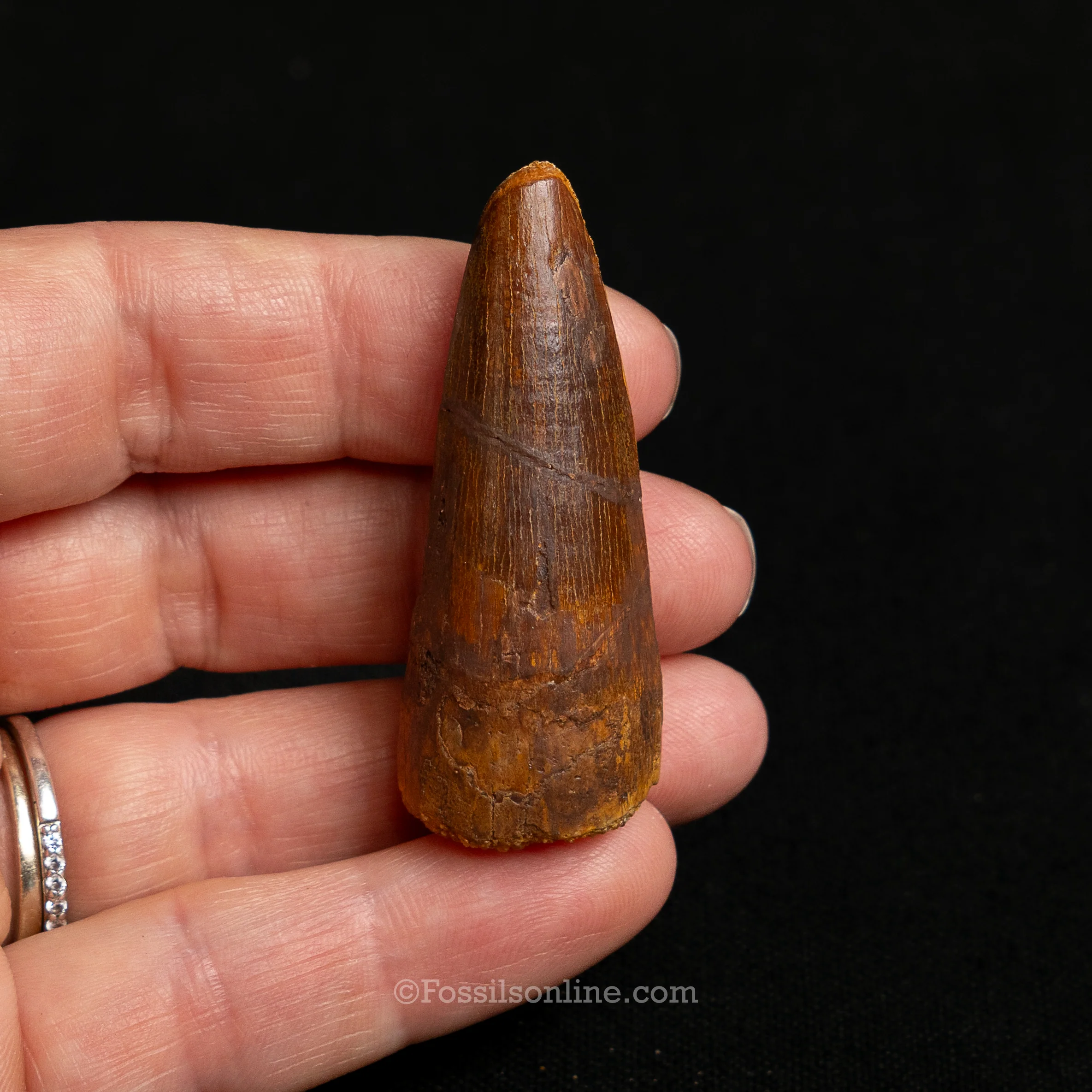 Premium Spinosaurus Dinosaur Tooth Sm Case - Image 5