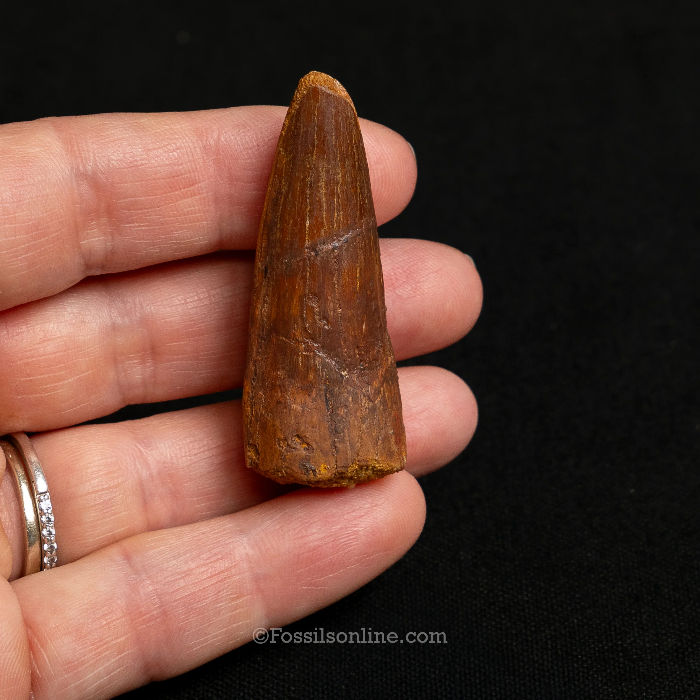 Premium Spinosaurus Dinosaur Tooth Sm Case - Image 6