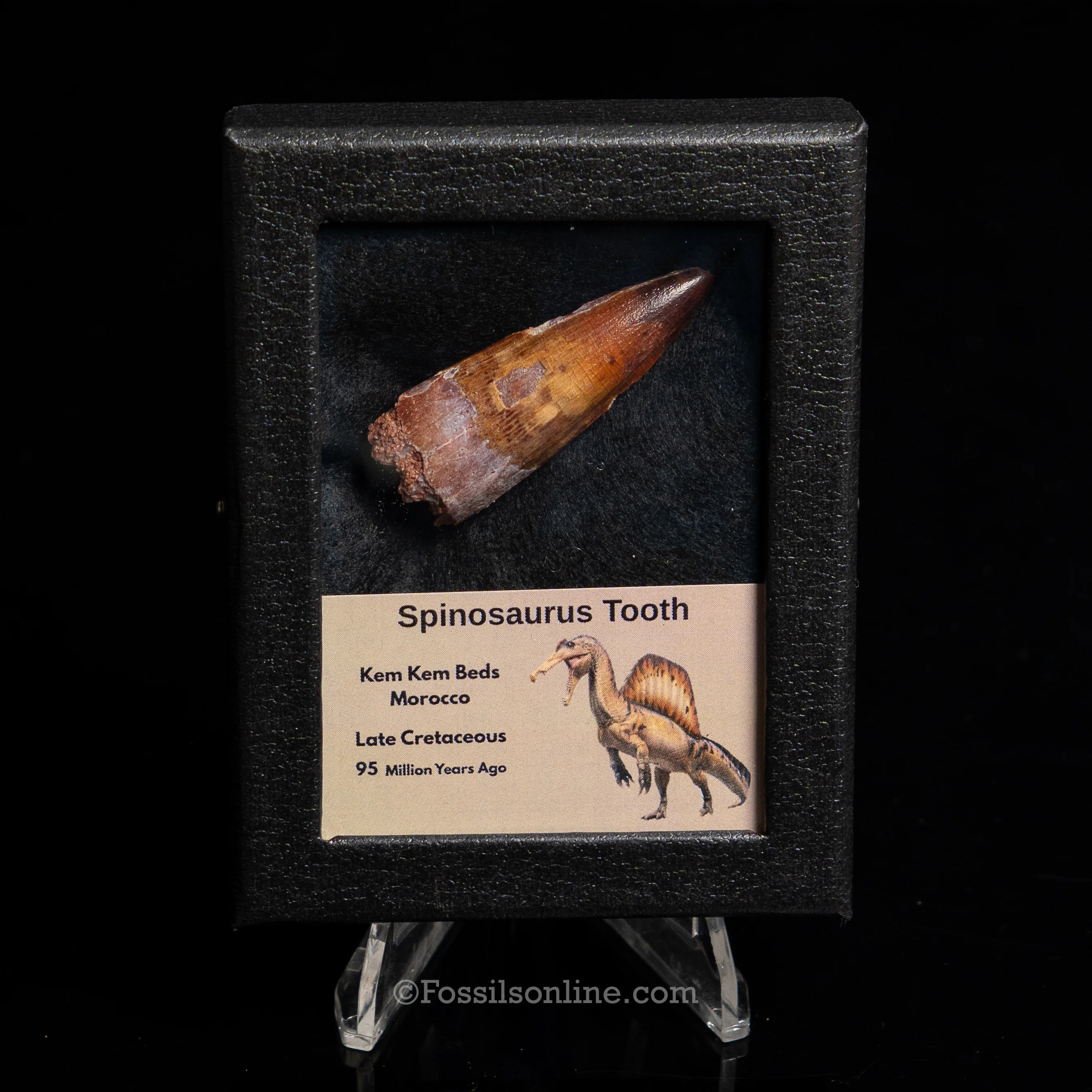 Premium Spinosaurus Dinosaur Tooth Sm Case - Image 7