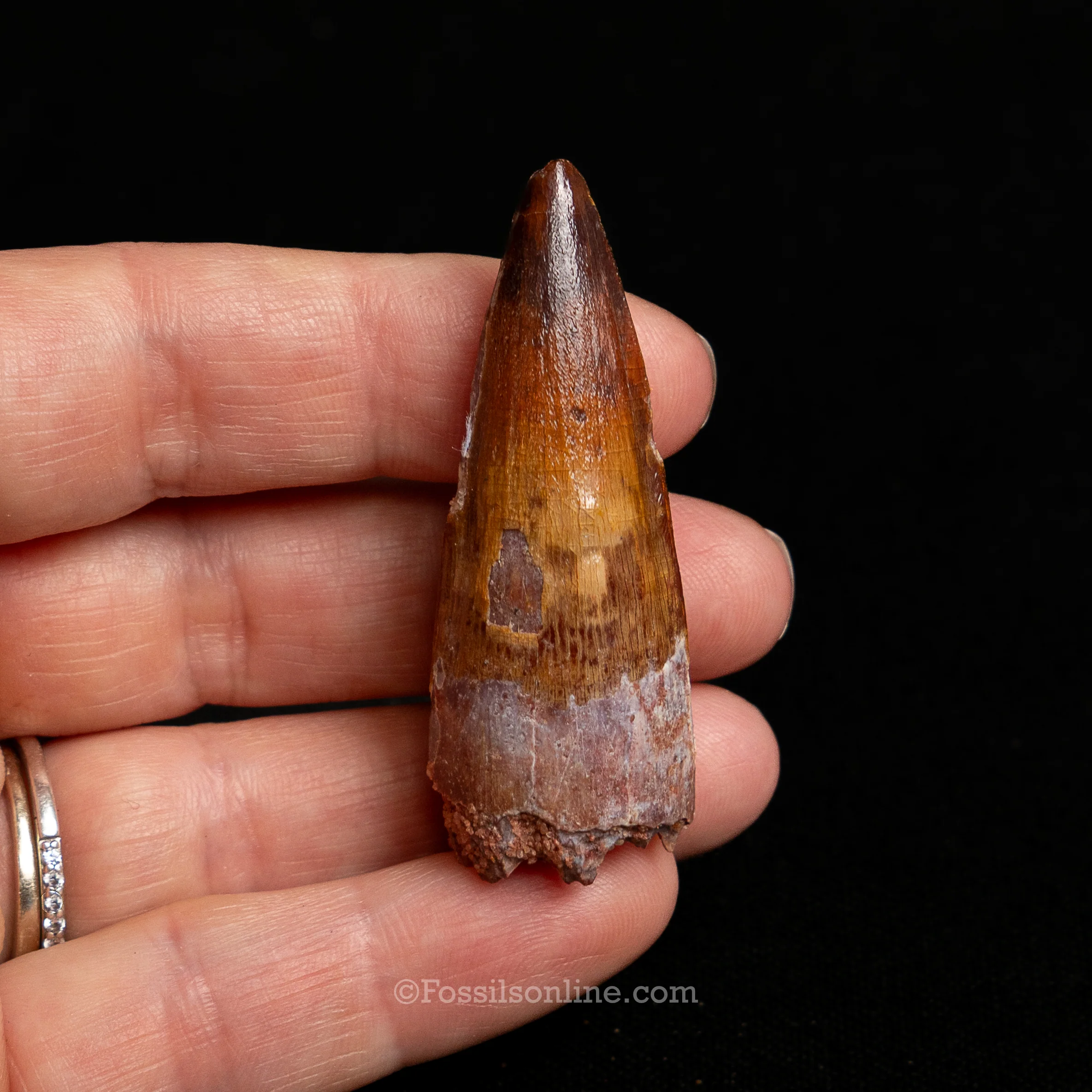 Premium Spinosaurus Dinosaur Tooth Sm Case - Image 8