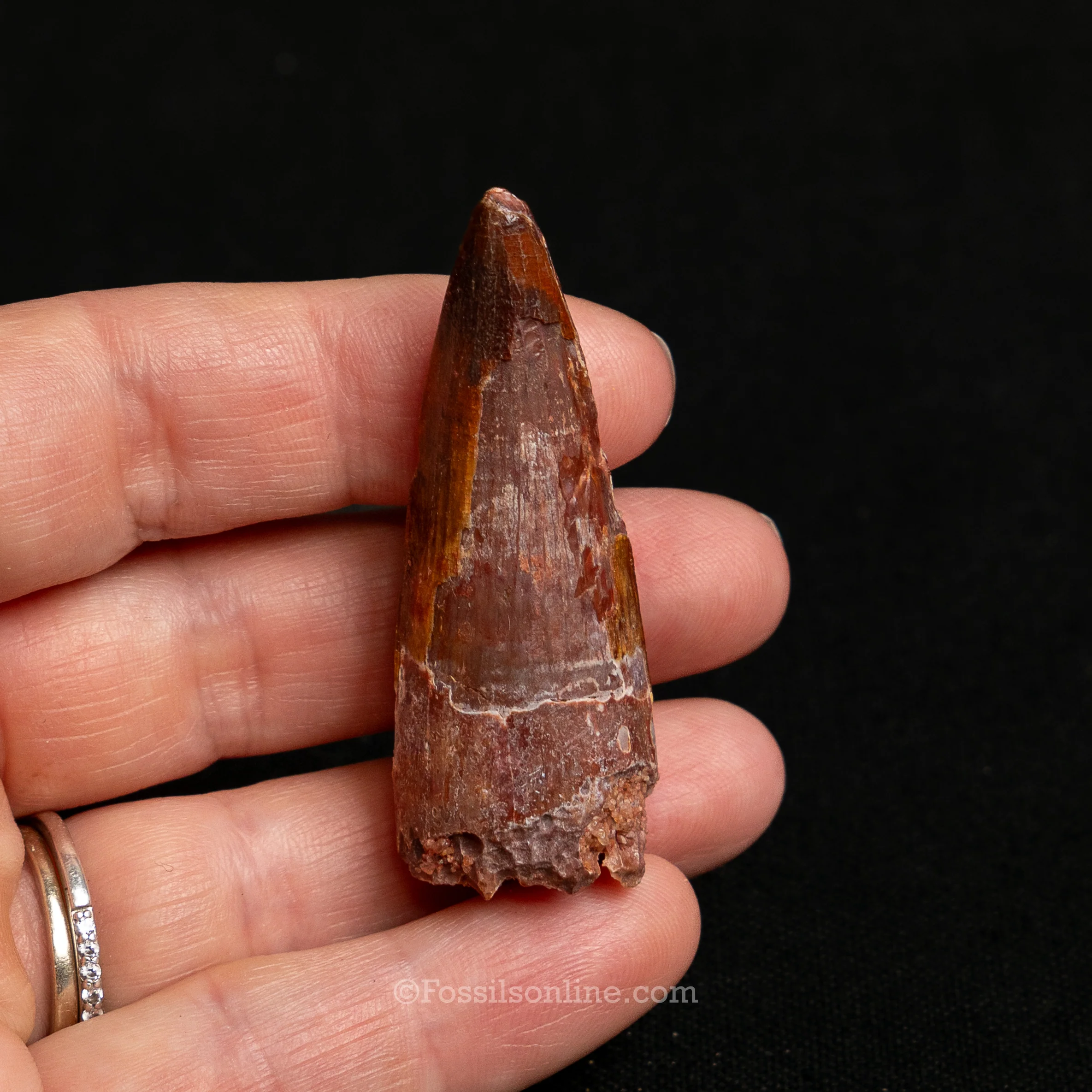 Premium Spinosaurus Dinosaur Tooth Sm Case - Image 9