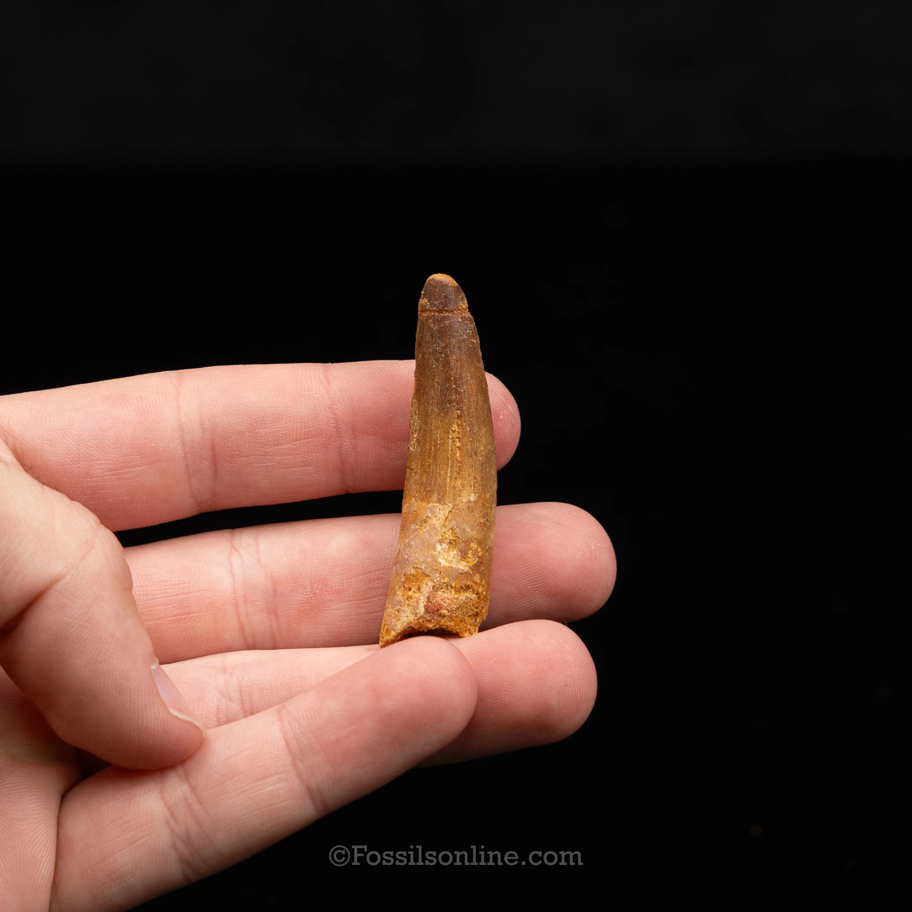 Choice Spinosaurus Dinosaur Tooth Sm Case - Image 10