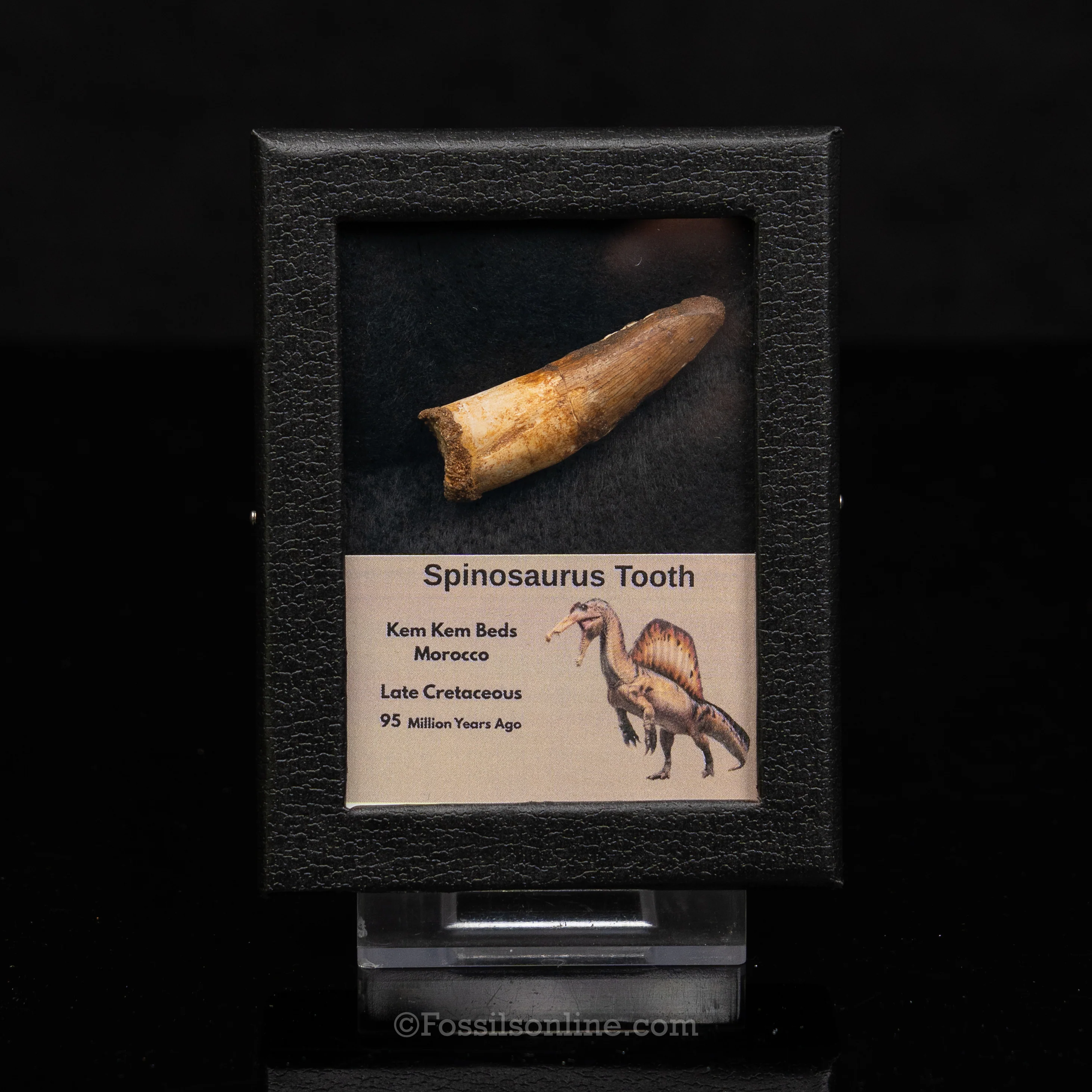Choice Spinosaurus Dinosaur Tooth Sm Case - Image 11