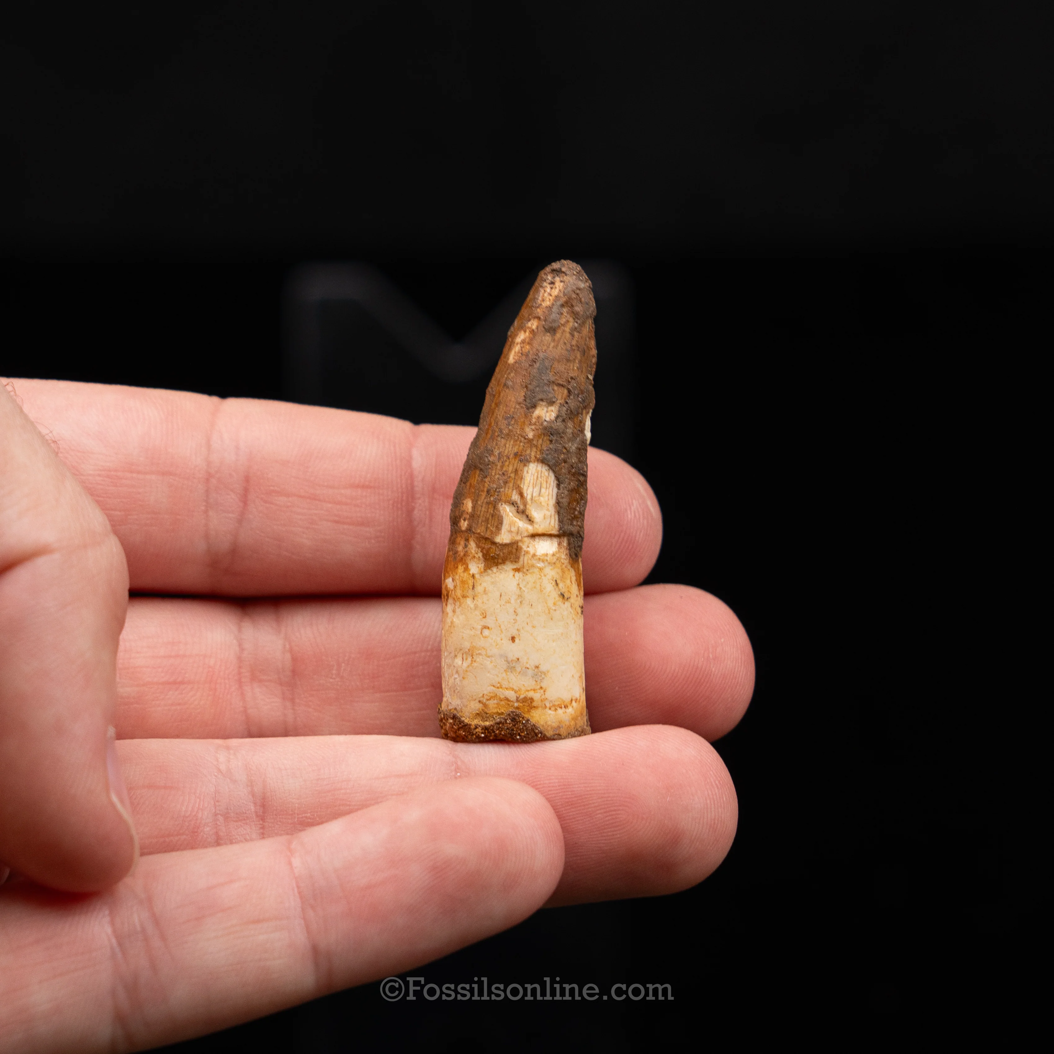 Choice Spinosaurus Dinosaur Tooth Sm Case - Image 12
