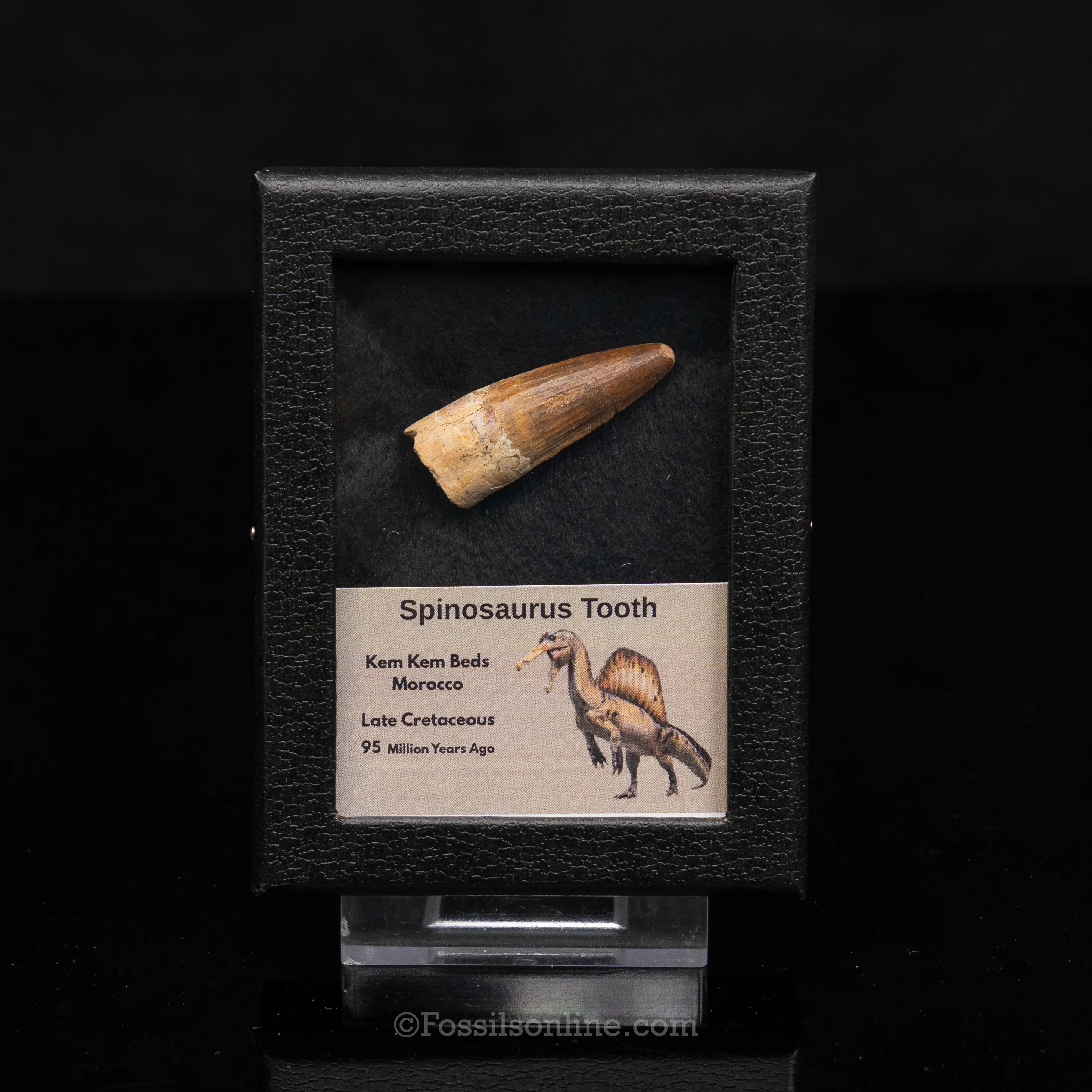 Choice Spinosaurus Dinosaur Tooth Sm Case - Image 3