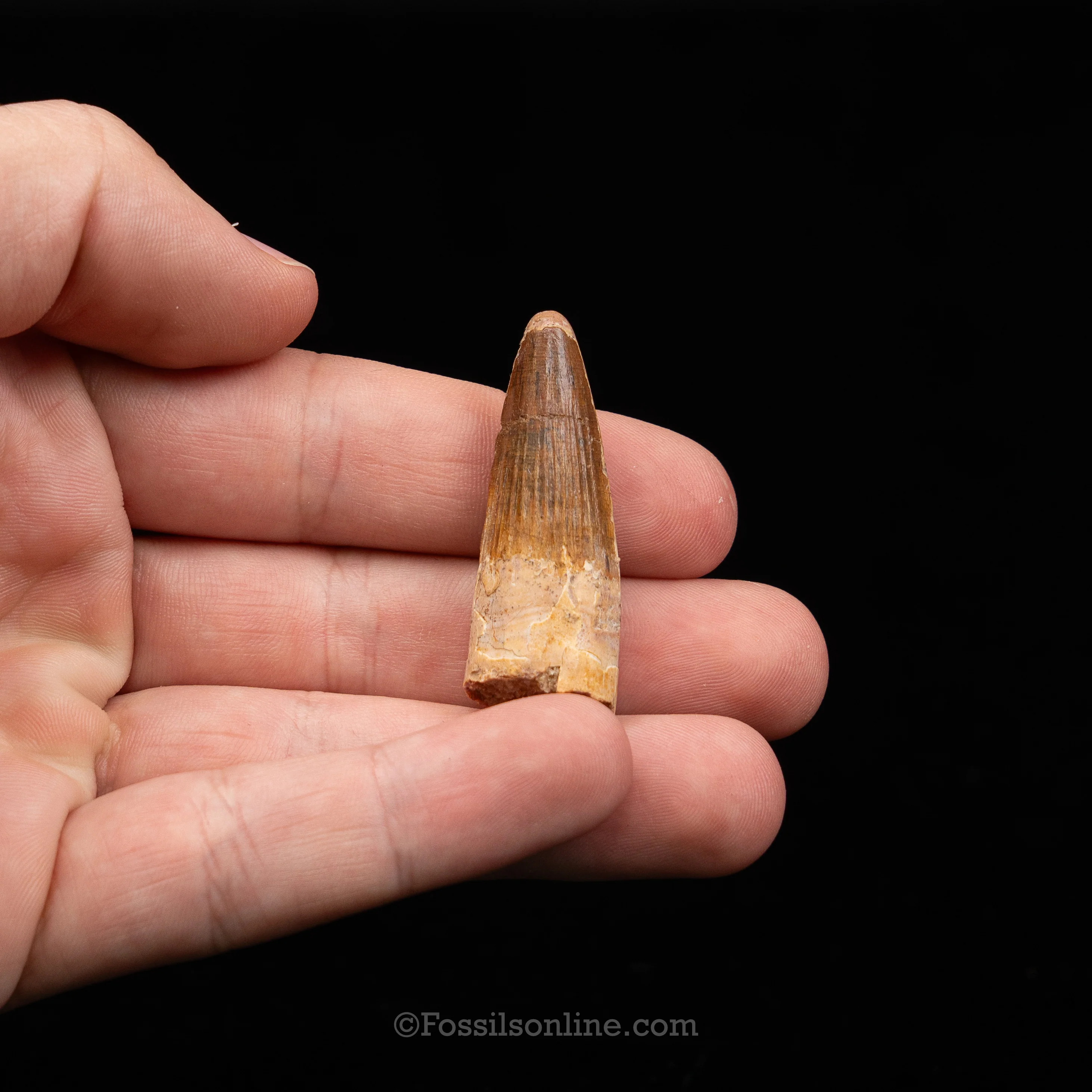 Choice Spinosaurus Dinosaur Tooth Sm Case - Image 4