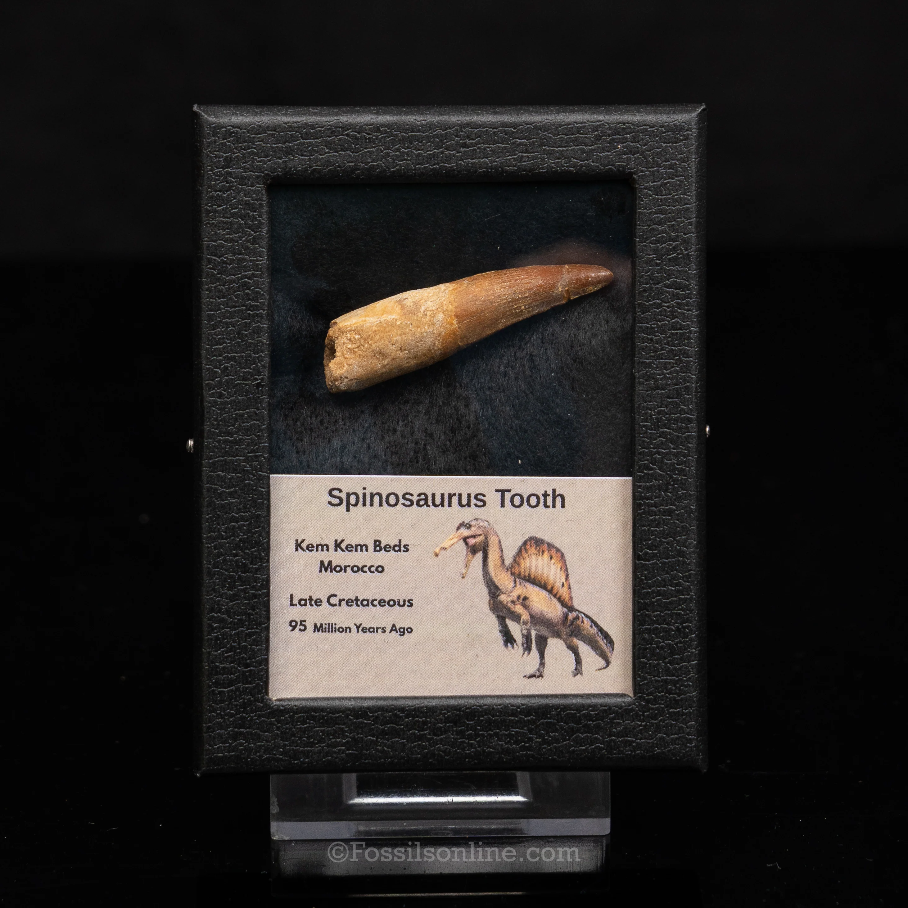 Choice Spinosaurus Dinosaur Tooth Sm Case - Image 5