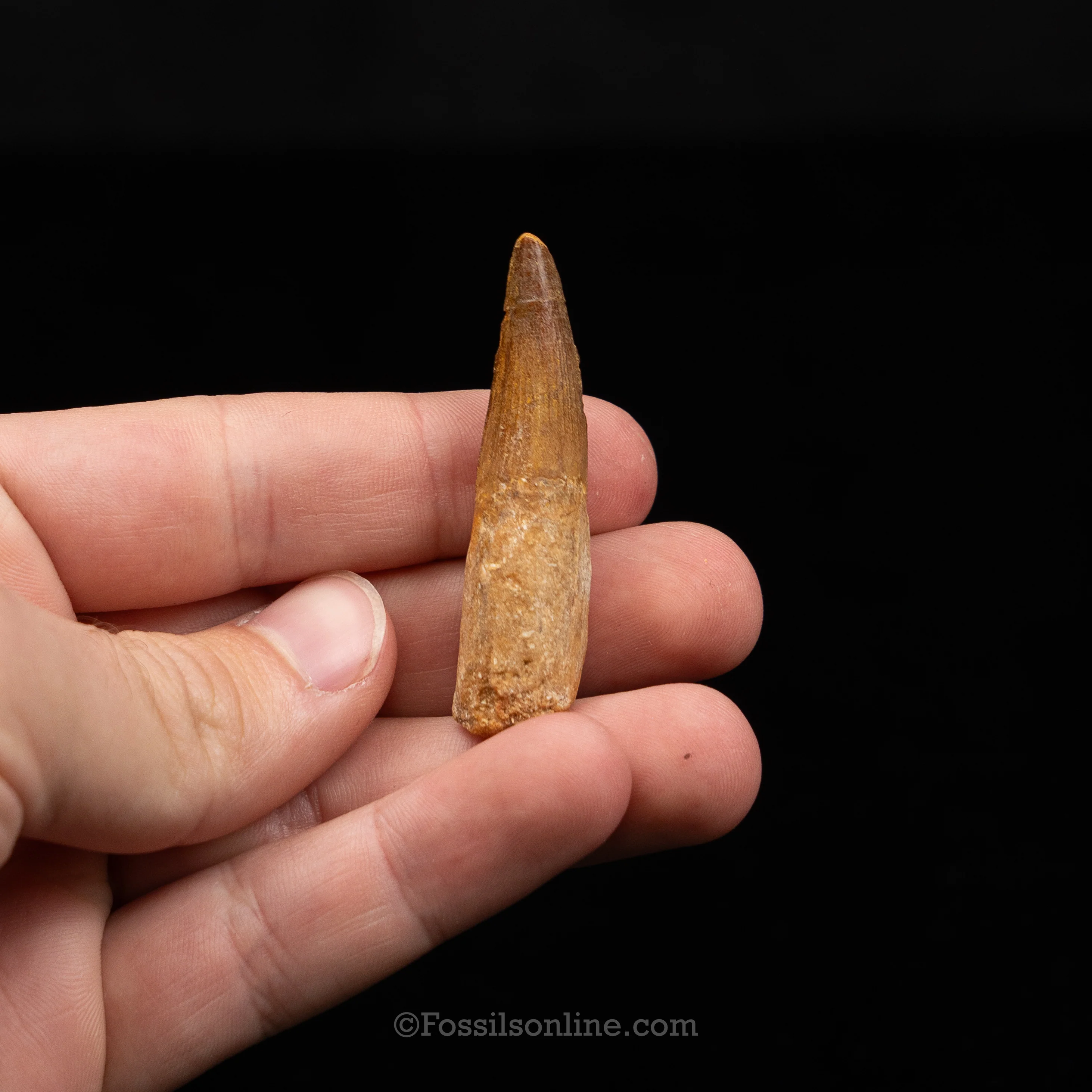 Choice Spinosaurus Dinosaur Tooth Sm Case - Image 6