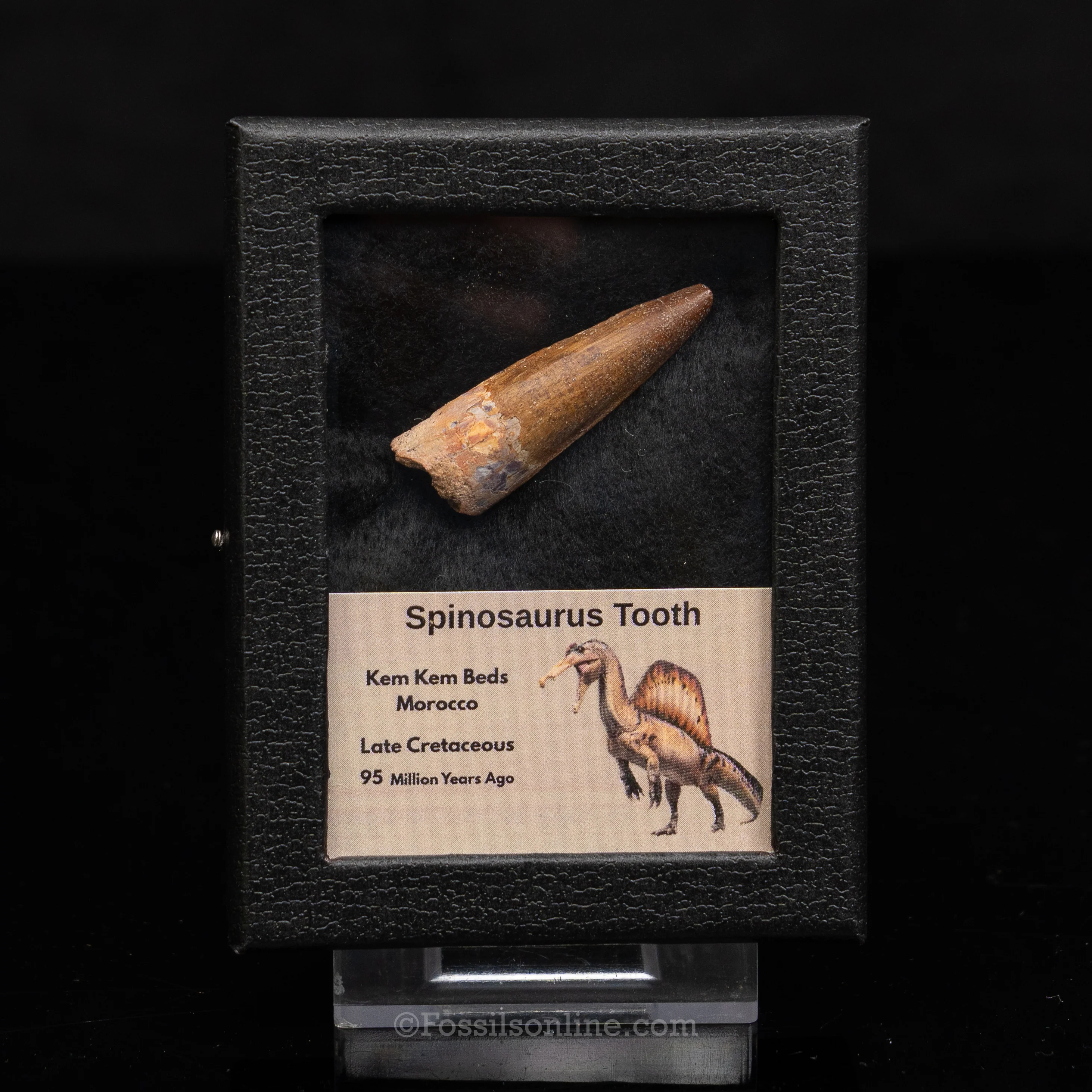 Choice Spinosaurus Dinosaur Tooth Sm Case - Image 7