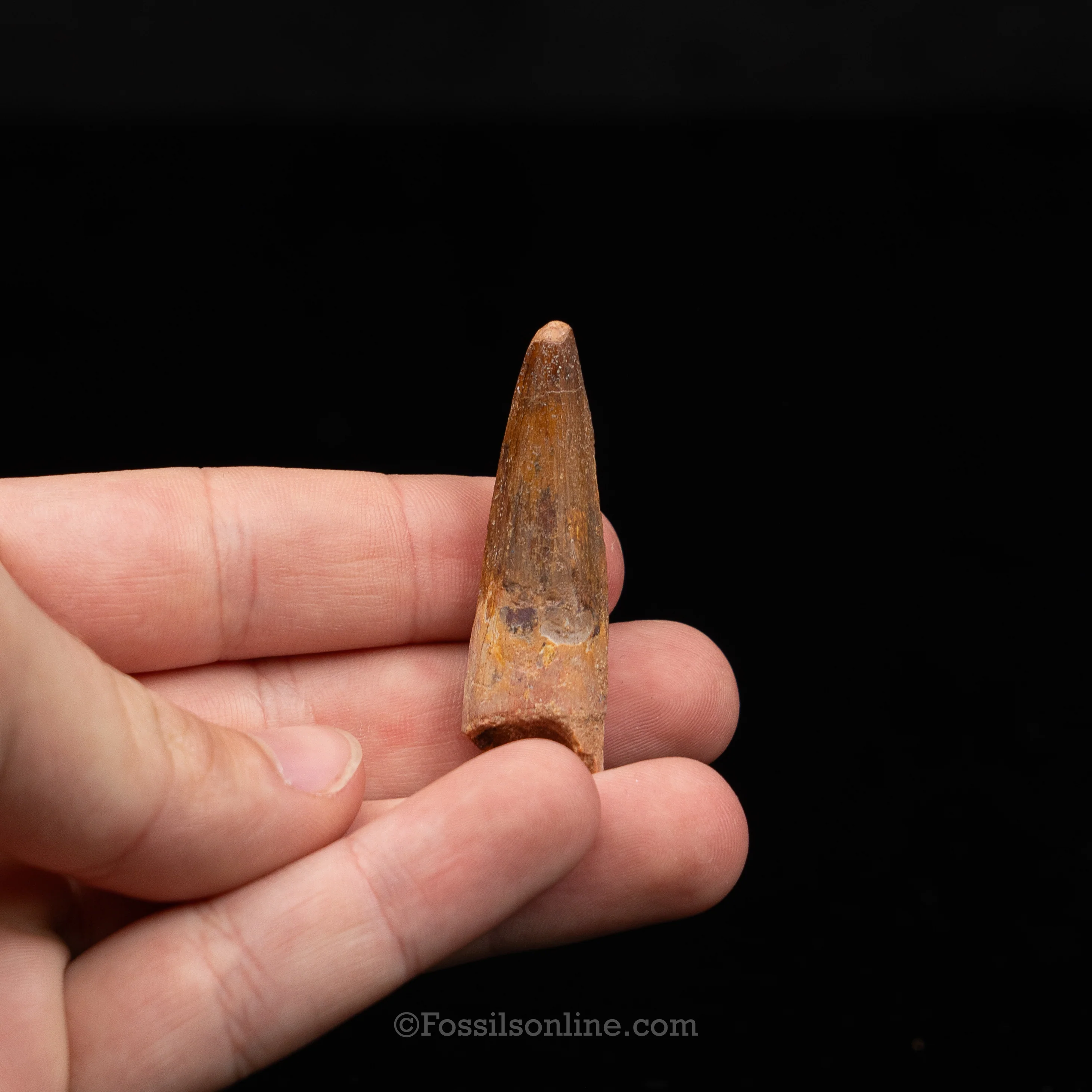 Choice Spinosaurus Dinosaur Tooth Sm Case - Image 8