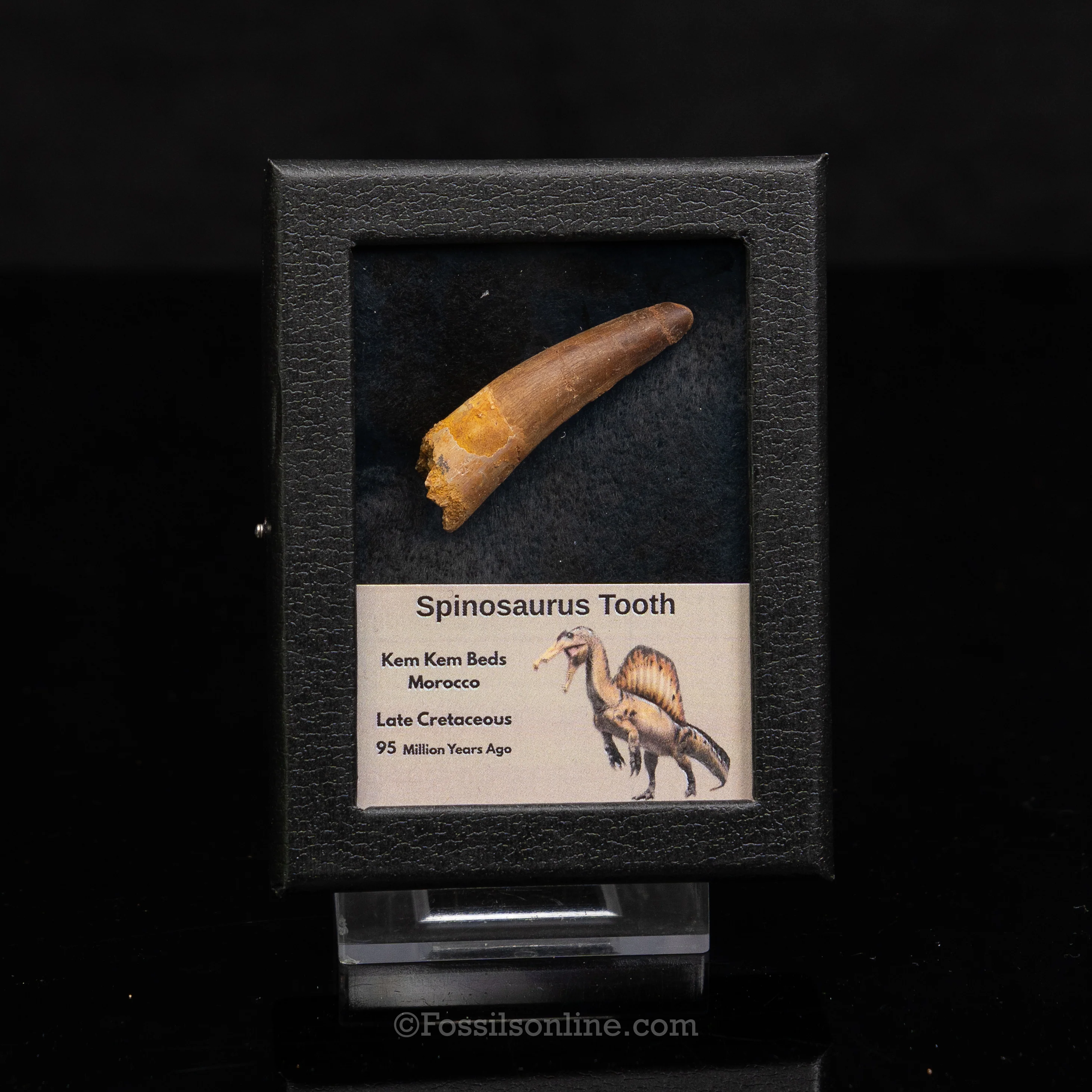 Choice Spinosaurus Dinosaur Tooth Sm Case - Image 9