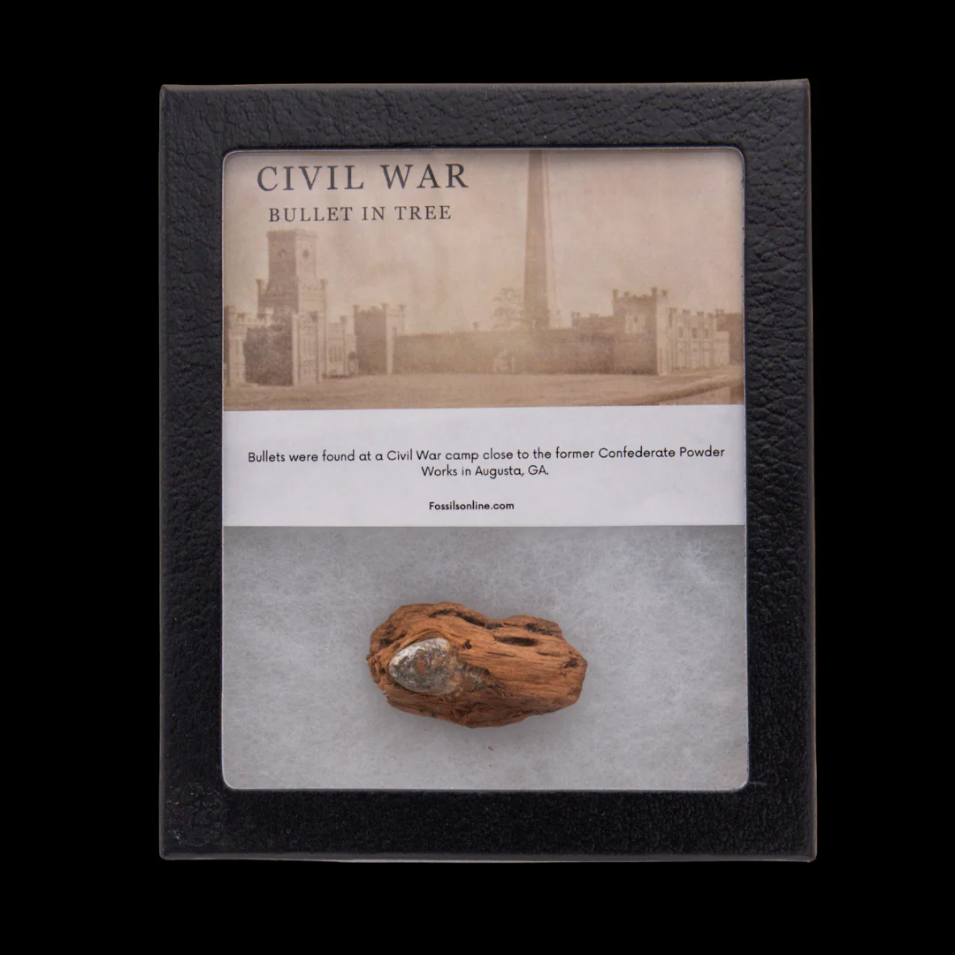 Civil War Bullet in Tree - Image 3