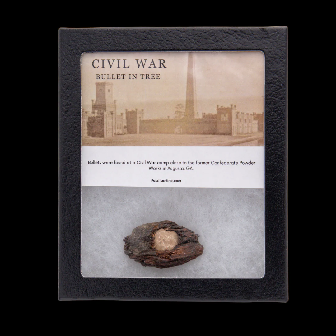 Civil War Bullet in Tree - Image 4