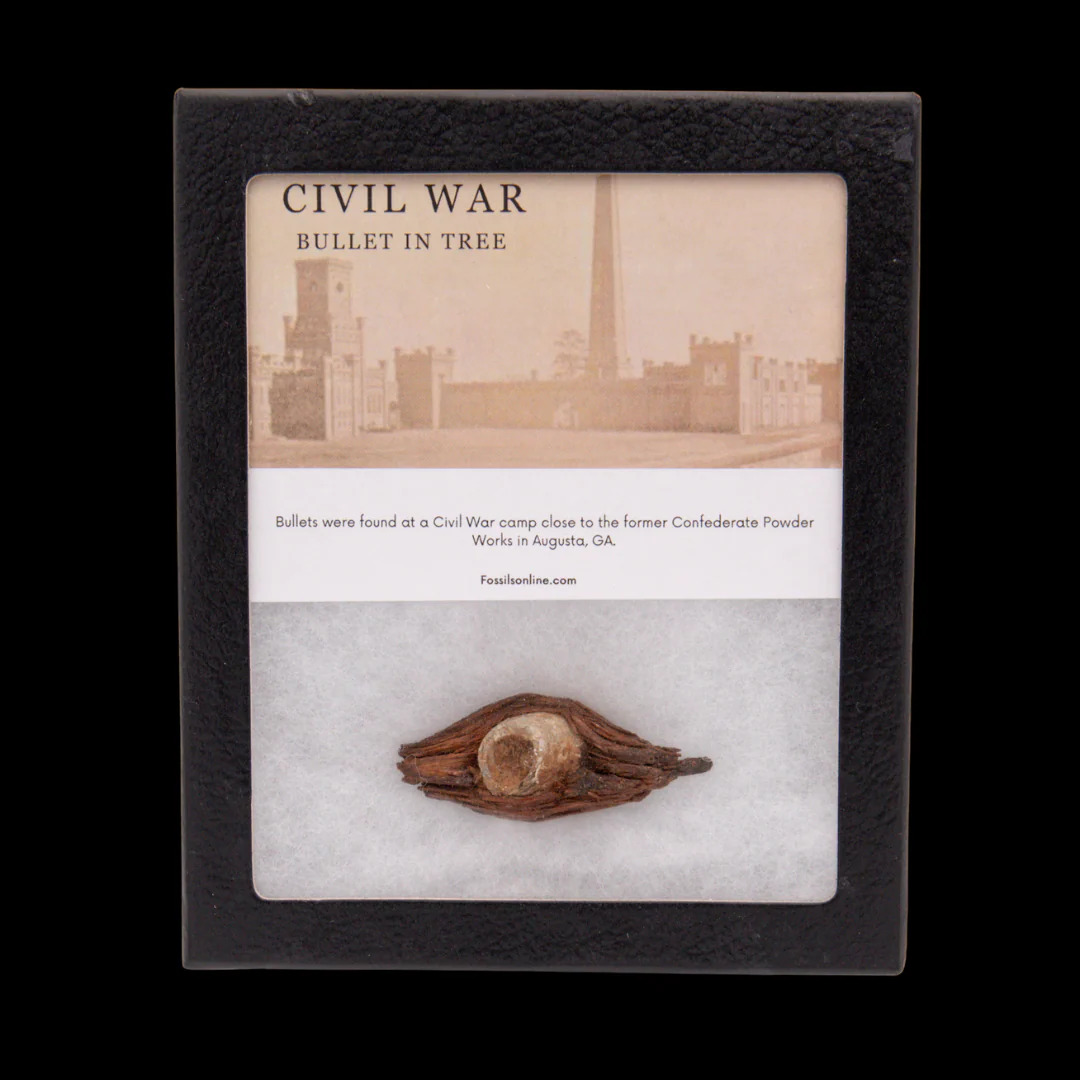 Civil War Bullet in Tree - Image 5