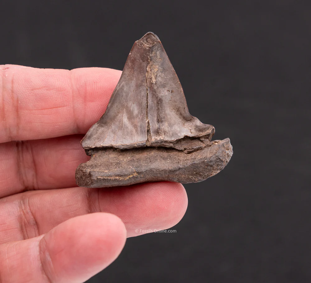 Deformed C. hastalis Mako 1.96" - Image 3