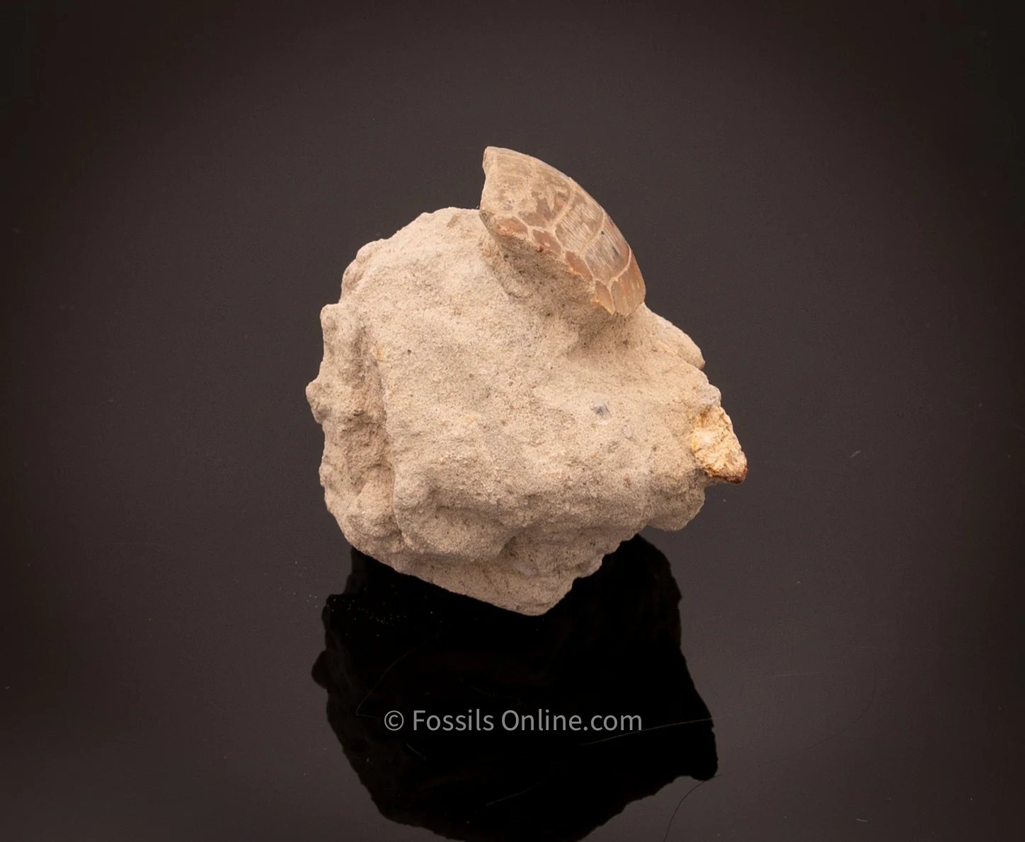 Eagle Ray Mouth Plate Fossil in Original Matrix Bakersfield CA - Image 3
