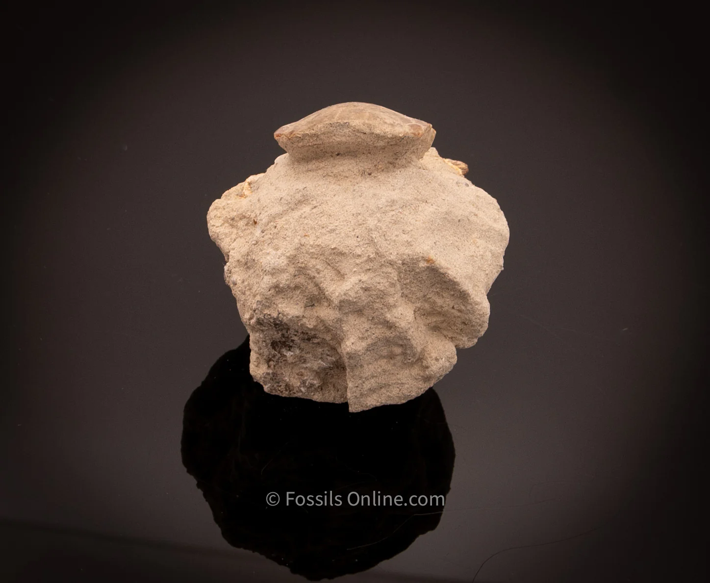 Eagle Ray Mouth Plate Fossil in Original Matrix Bakersfield CA - Image 4