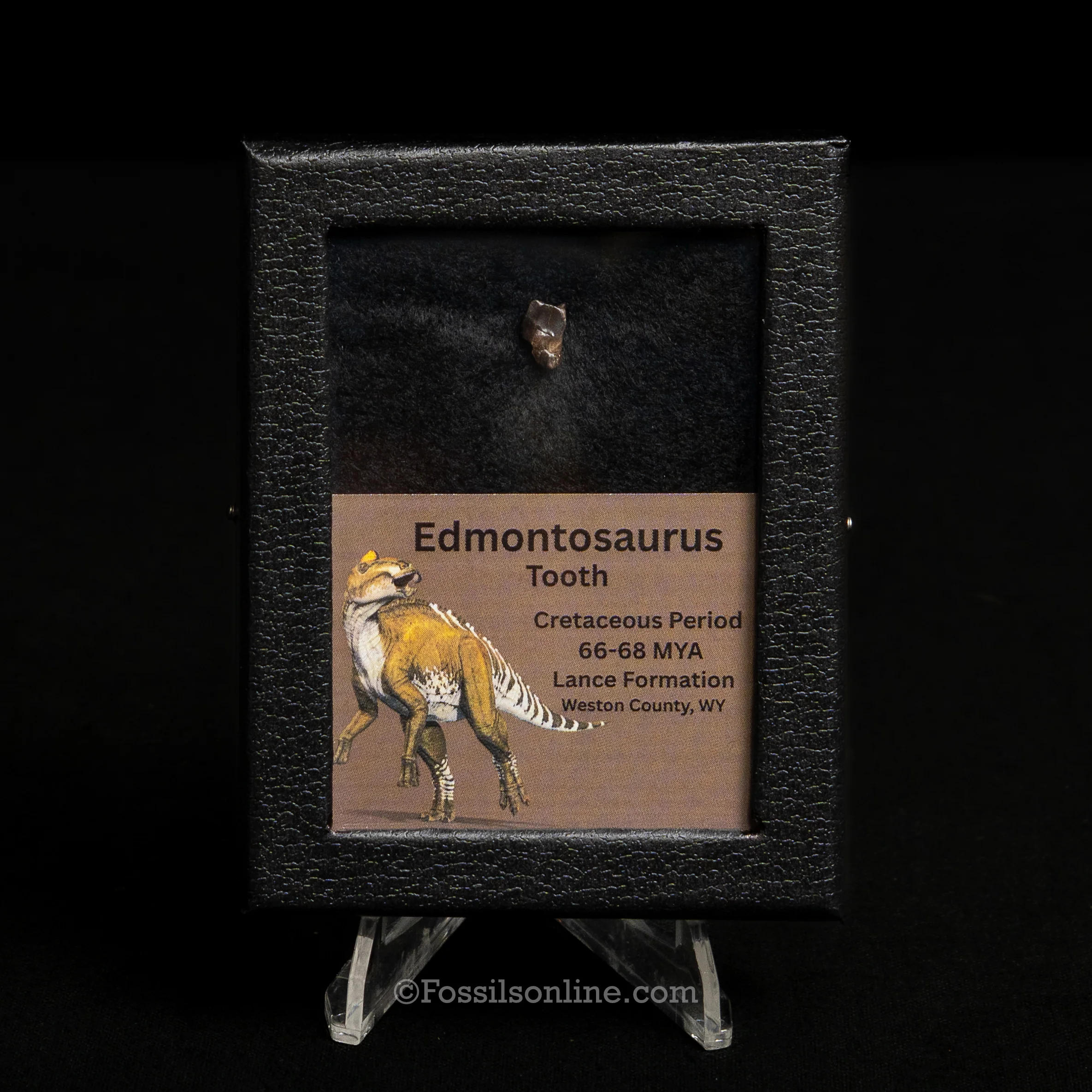 Edmontosaurus Tooth Sm Case - Image 3