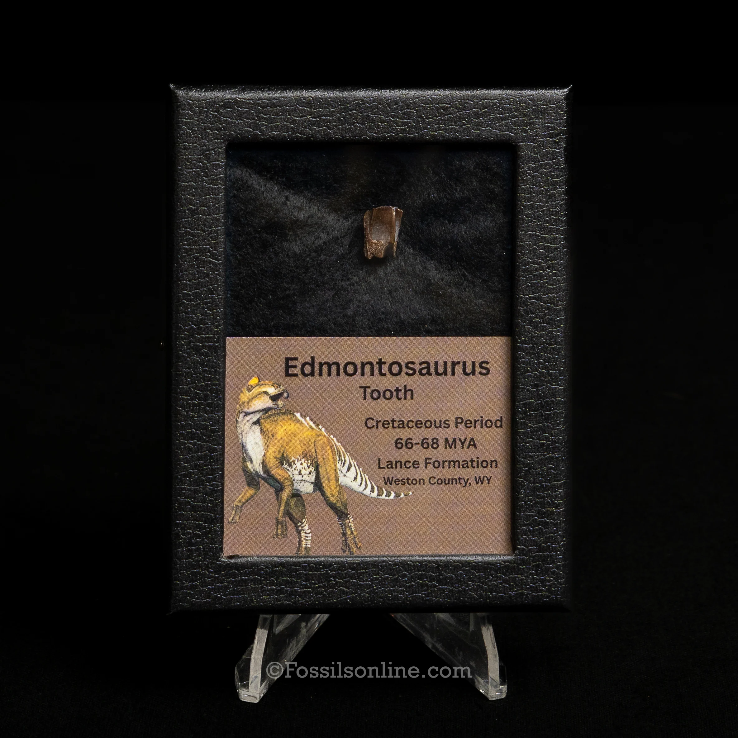 Edmontosaurus Tooth Sm Case - Image 4