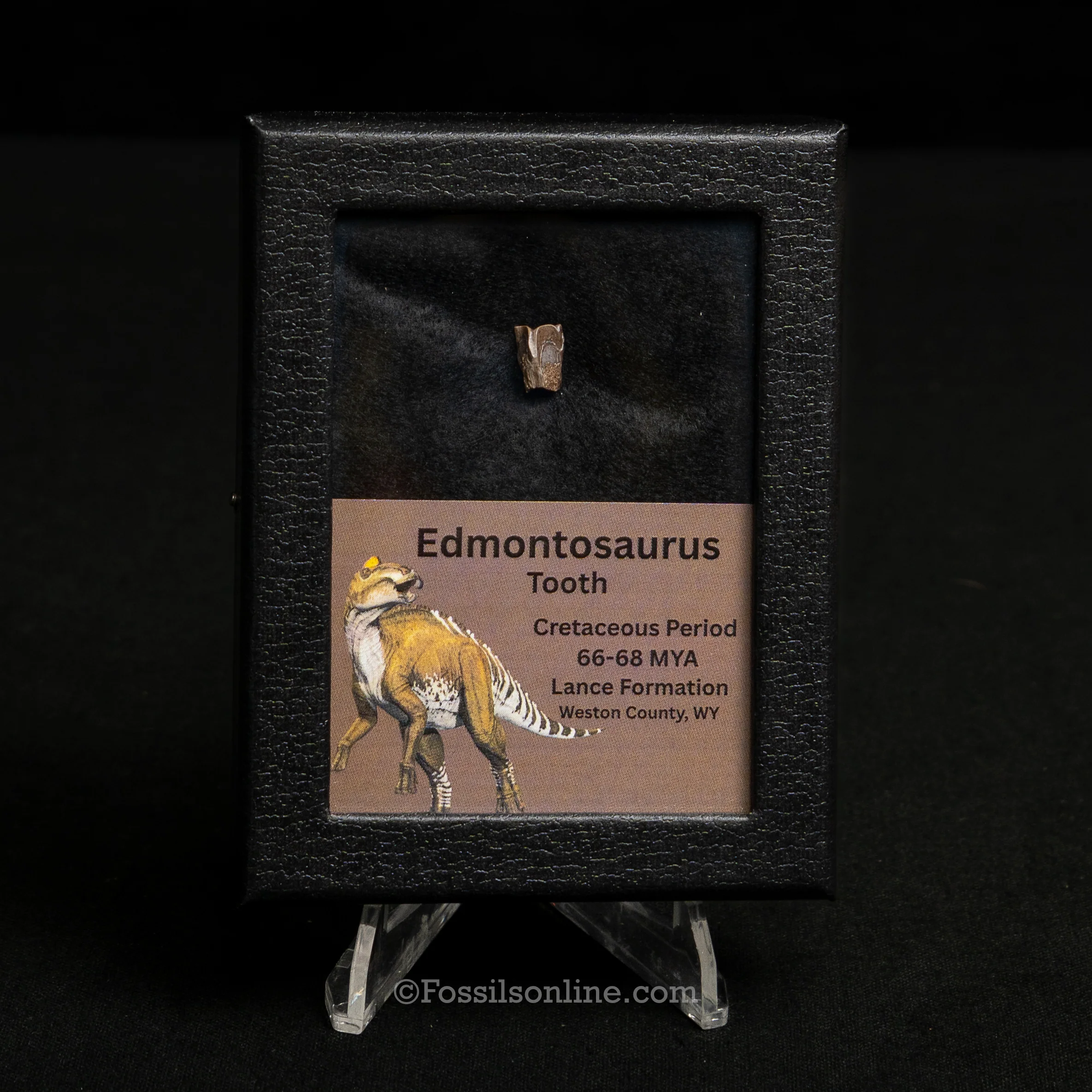 Edmontosaurus Tooth Sm Case - Image 8