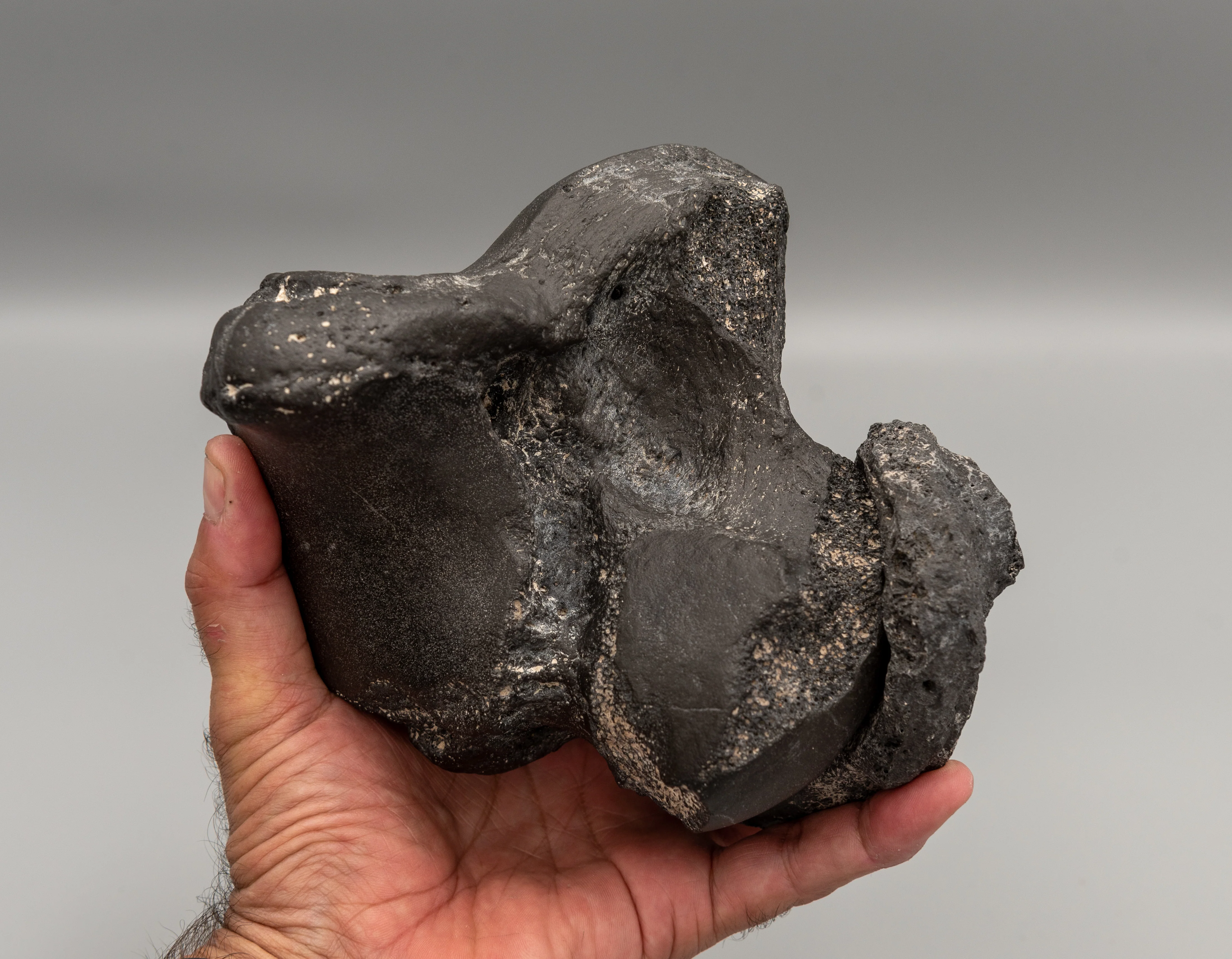 Eremotherium Fossil Giant Sloth Astralagus & Navicular - Image 3